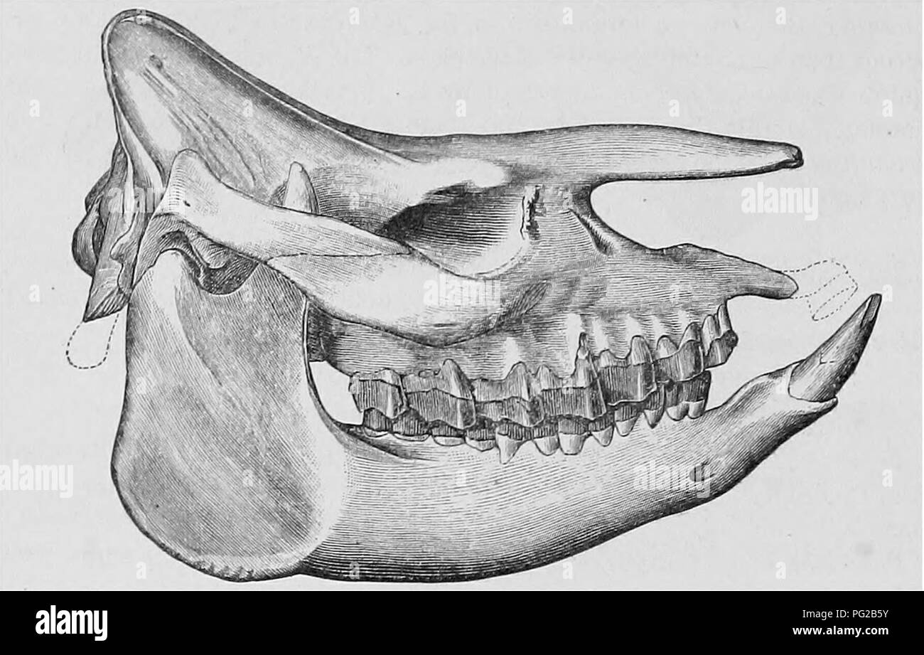 This illustration from Cope's papers depicts Aphelops mepalodus, a ...
