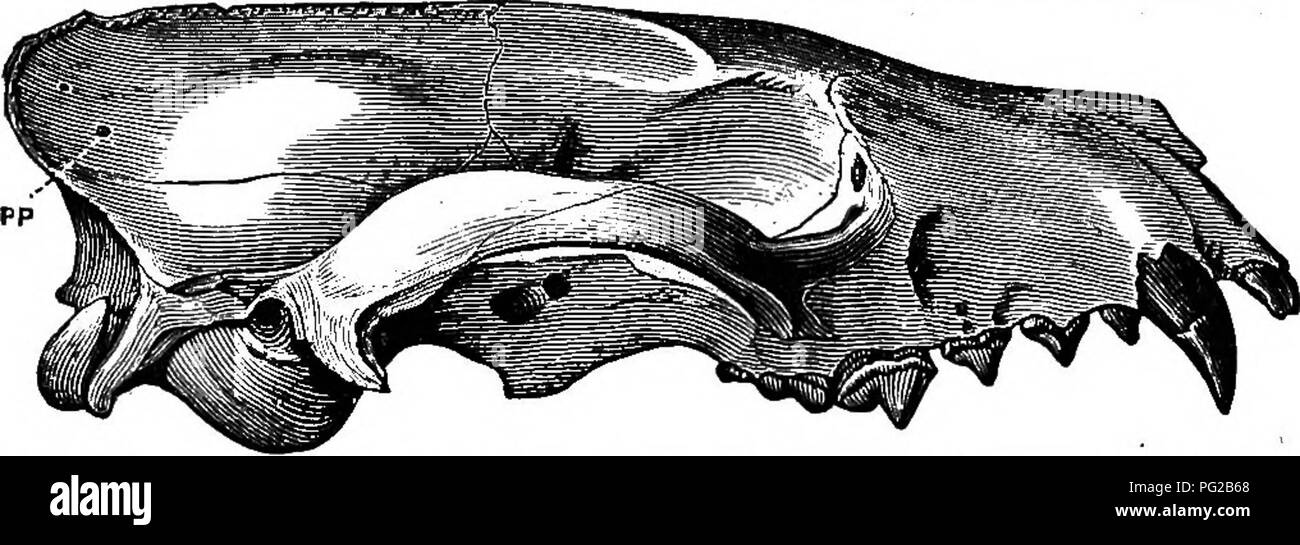 . Cope papers, 1871-[1897. Zoology; Paleontology. 5 Enhydrocyon and Temnocyon ; postglenoid and postparietal only.. Fie. 2.—Temnocyon cm-i/ptueus Cope, Lower Miocene of Oregon; one-half natu- ral size. PP, postparietal foramen. Arclimlurus, Dinictis, Pogonodori, Hoplophoneua and Machmrodus (cere- bralis) ; postglenoid and postparietal only. Procyon, Nasua and Eassaris; postglenoid only. Oanis, VulpesanA TJrocyon; postglenoid only. Viverra, Mustela, Putoi-iua and Mephitis; postglenoid only. Felis idomeMca) ; sometimes a minute postglenoid only; sometimes none. Hymna, TJncia, Gynmlurua; no foram Stock Photo