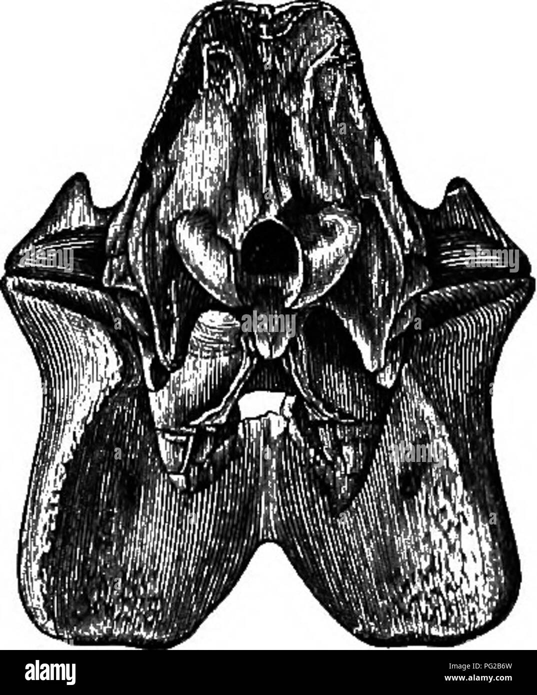 . Cope papers, 1871-[1897. Zoology; Paleontology. 1879-] Extinct American Rhinoceroses and their Allies. 77^h the tapiroid feature of the non-closure of the auditory meatus below by the posttympanic process ; and the postglenoid process is generally more like that of the tapirs than are those of the later genera Aphelops and Rhinocerus. The form of the femur is also quite characteristic, presenting tapiroid characters again in the shape of the great trochanter. This process is not flat and obliquely truncated as in the genera above named, but is horizon- tal proximally, and with a produced rec Stock Photo
