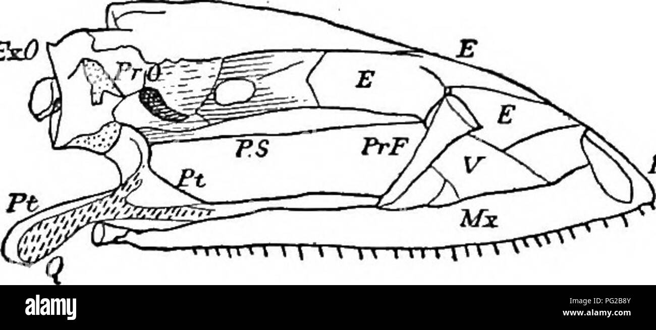 . Cope papers, 1871-[1897. Zoology; Paleontology. FT ExO. Fig. 22. — Same, with squamosal, maloquadratojugal (MQ.J) removed, noid; V, Vomer; E, Ethmoid. PMx prefrontal, and P.S, Parasphe- present views, on embryological grounds alone.* * See London Philos. Trans., 1865, p. 162.. Please note that these images are extracted from scanned page images that may have been digitally enhanced for readability - coloration and appearance of these illustrations may not perfectly resemble the original work.. Cope, E. D. (Edward Drinker), 1840-1897. Philadelphia, etc. Stock Photo
