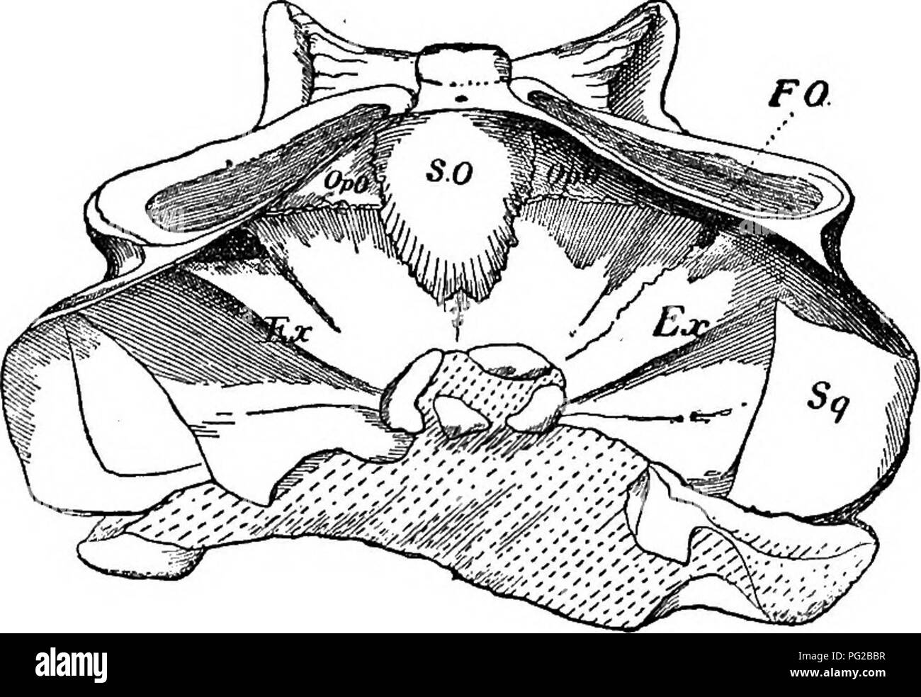 Subovate Shape This document discusses the anatomy of prehistoric reptiles ...