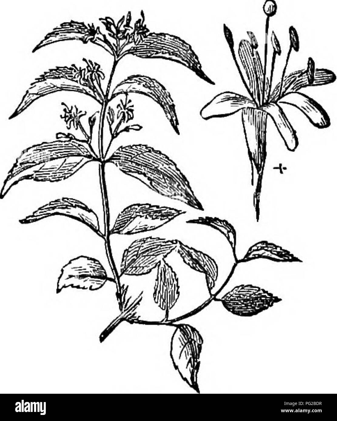 Trees And Shrubs An Abridgment Of The Arboretum Et Fruticetum Britannicum Containing The Hardy Trees And Schrubs Of Britain Native And Foreign Scientifically And Popularly Described With Their