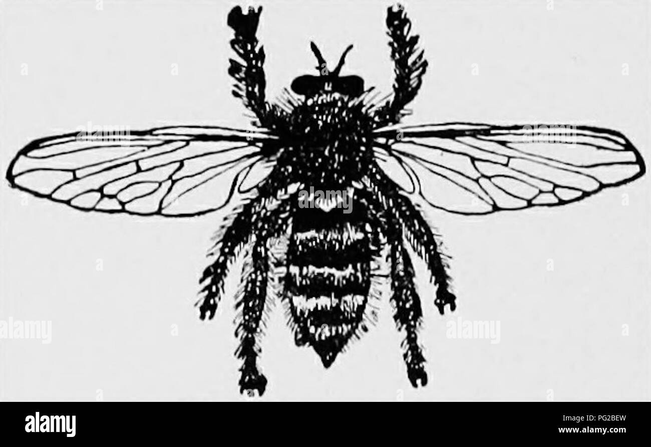 This guide on beekeeping offers detailed descriptions of bee anatomy ...