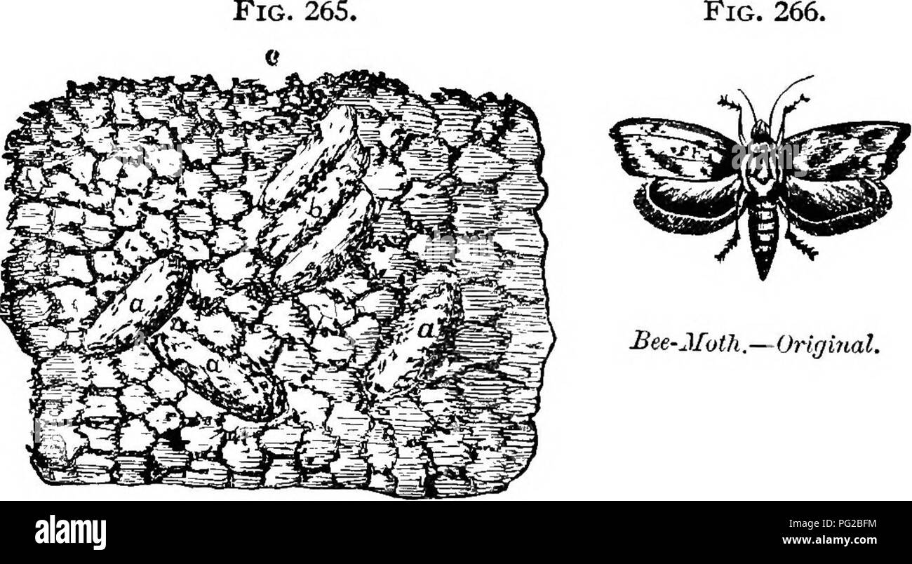 Wax moth larvae hires stock photography and images Alamy