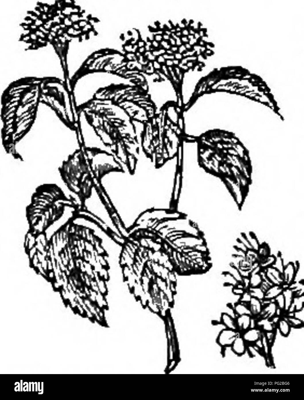 . Trees and shrubs : an abridgment of the Arboretum et fruticetum britannicum : containing the hardy trees and schrubs of Britain, native and foreign, scientifically and popularly described : with their propagation, culture and uses and engravings of nearly all the species. Trees; Shrubs; Forests and forestry. XL. CAPRIFOLIA CE^ : riBU RNUM. 519 Resembles the preceding species, but is not so straggling in its growth. as i 5. V. (L.) nu'dum L. The t)sked-cori/mbed Viburnum. Identification. Lin. Sp., 383.; Dec. Prod., 4. p. 325. ; Don's Mill., 3. p. 440. Svnonyme. V. pyrif&amp;llum Pair. ETigrav Stock Photo