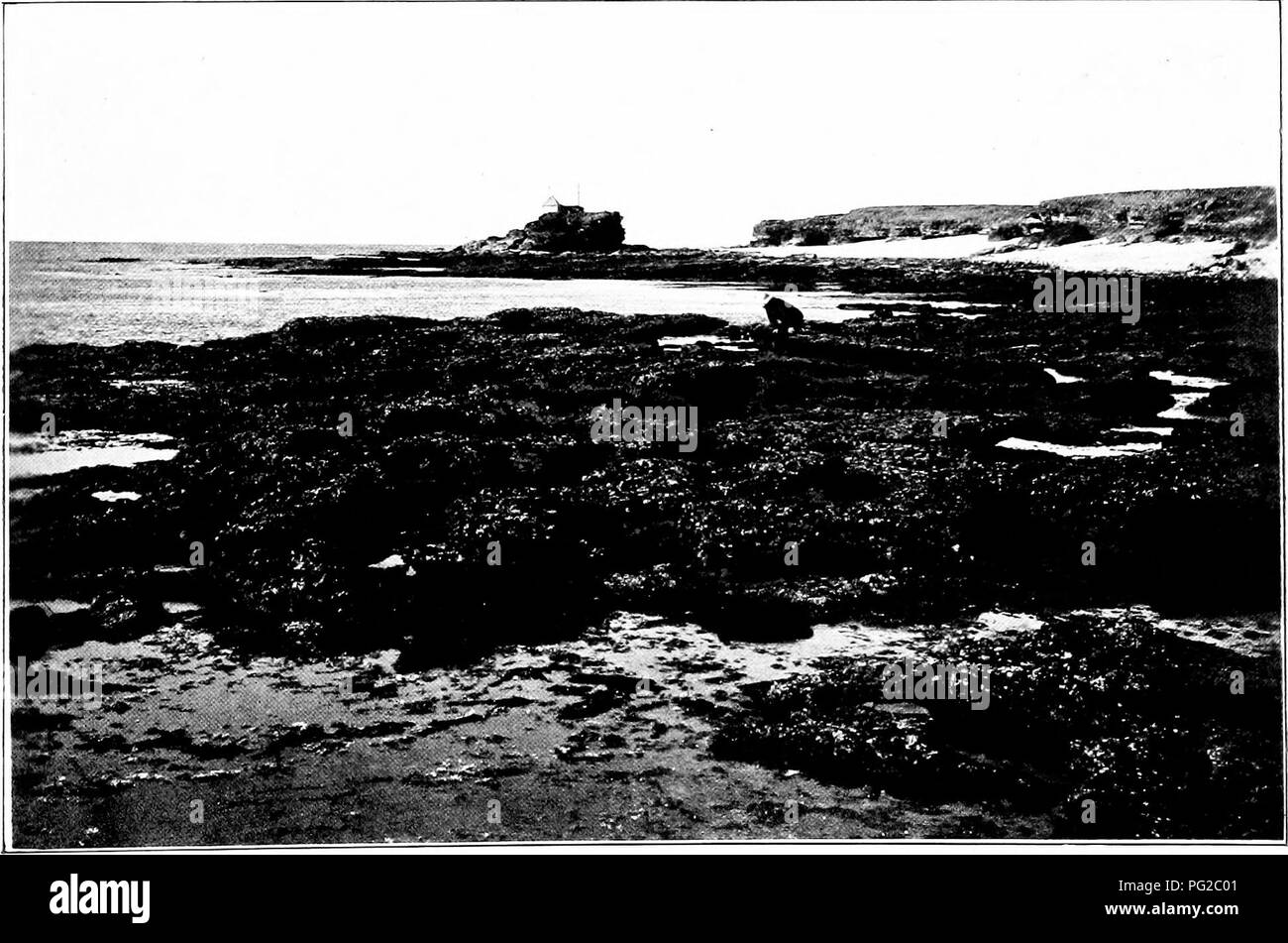 . Report to the government of Baroda on the marine zoology of Okhamandal in Kattiawar . Marine animals. Fig. 1.—The Shore Plateau north of Dwarka headland. (The view is tiil^cii lon]&lt;iiig sdutliward-;. i. Fig. 2.—Low-tide pools on the Shore Plateau north of Dwarka headland. (View looking iiorthY;irJs.). Please note that these images are extracted from scanned page images that may have been digitally enhanced for readability - coloration and appearance of these illustrations may not perfectly resemble the original work.. Hornell, James, 1865-1949. London : Williams and Norgate Stock Photo