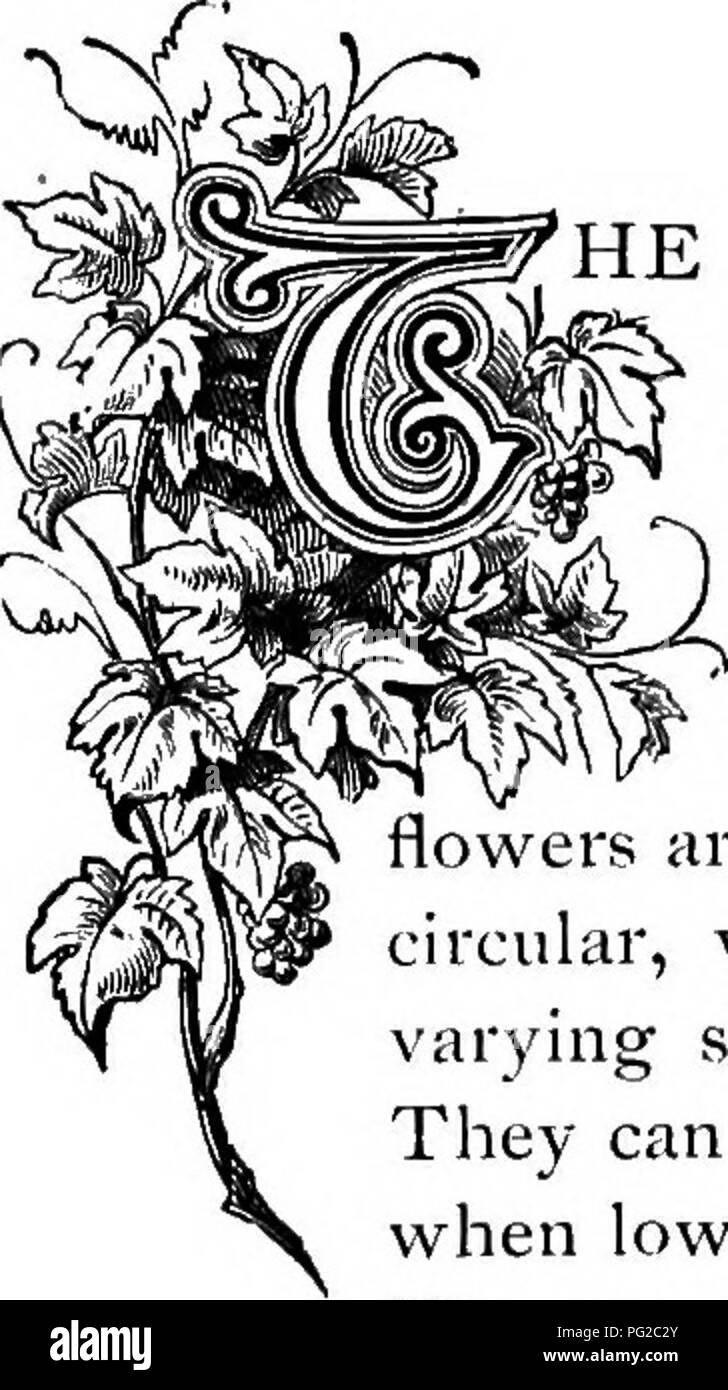 . The floral kingdom : its history, sentiment and poetry : A dictionary of more than three hundred plants, with the genera and families to which they belong, and the language of each illustrated with appropriate gems to poetry . Flower language; Flowers in literature. ^^^ ! CULTURE OF FA VORITE PLANTS. the sunjmer, growing into large bushes with moderate care. They delight in a rich soil composed of one part cow-manure, one loam, one leaf-mold and one sand. They also delight in abundance of water during warm weather, and plenty of room for the great masses of roots which they form. They are mo Stock Photo