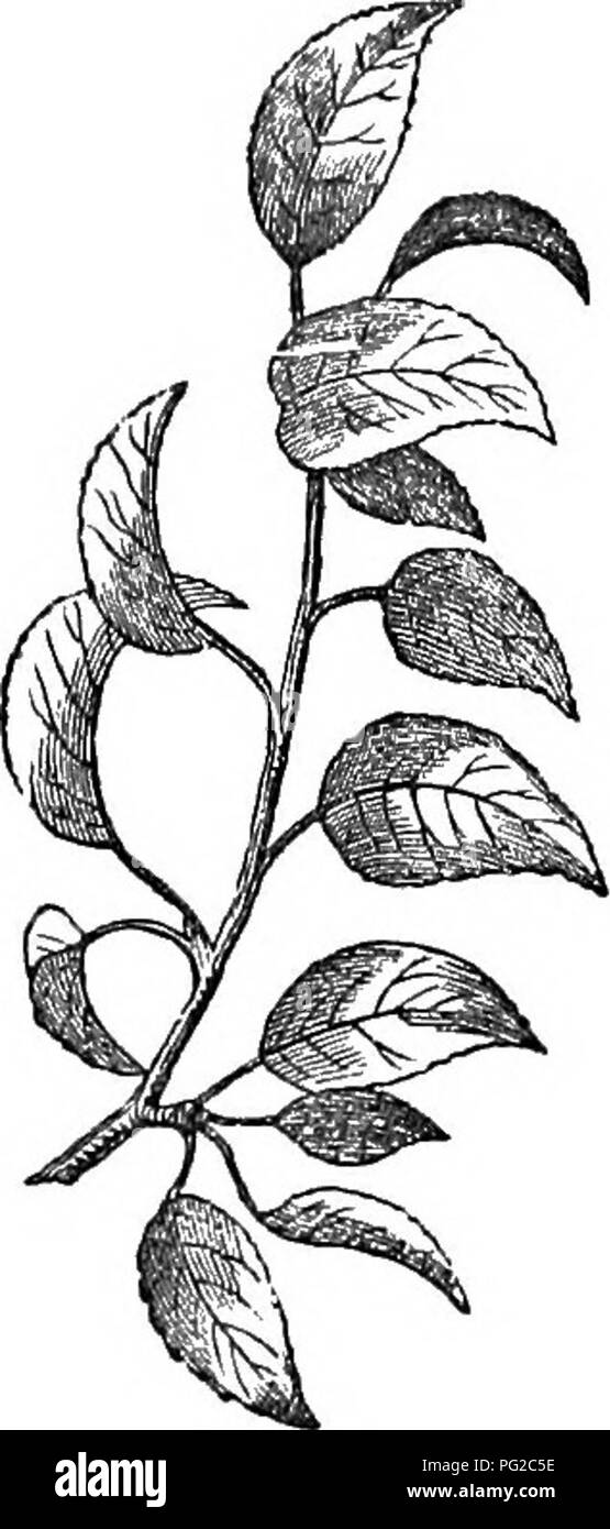 . Trees and shrubs : an abridgment of the Arboretum et fruticetum britannicum : containing the hardy trees and schrubs of Britain, native and foreign, scientifically and popularly described : with their propagation, culture and uses and engravings of nearly all the species. Trees; Shrubs; Forests and forestry. China and Cochin China. Height IS ft. to 20 ft. Introduced in 1820. Flowers white, slightly tinted with pink. Fruit large, edible, yellowish green when ripe ; rarely seen in England. Differs from the common pear in having longer and greener branches, and larger, more lucid, and almost ev Stock Photo