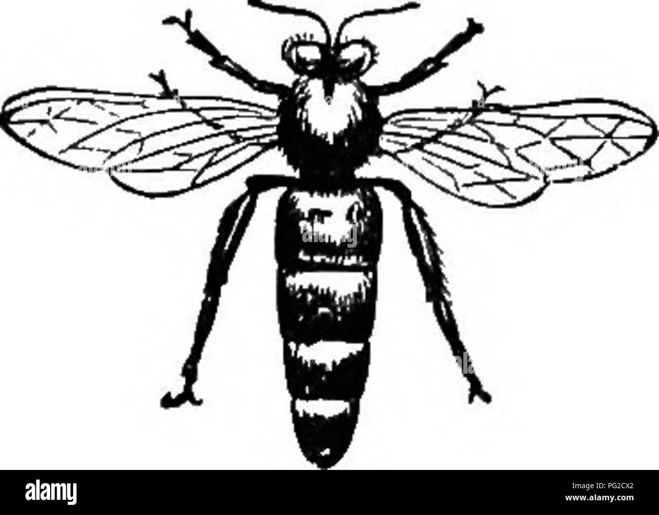 The Bee Keeper S Guide Or Manual Of The Apiary Bee Culture Bees S4 Organs Of Ueen Bee A Double Conduit Had It Existed Cheshire In His First Vol Ume Has