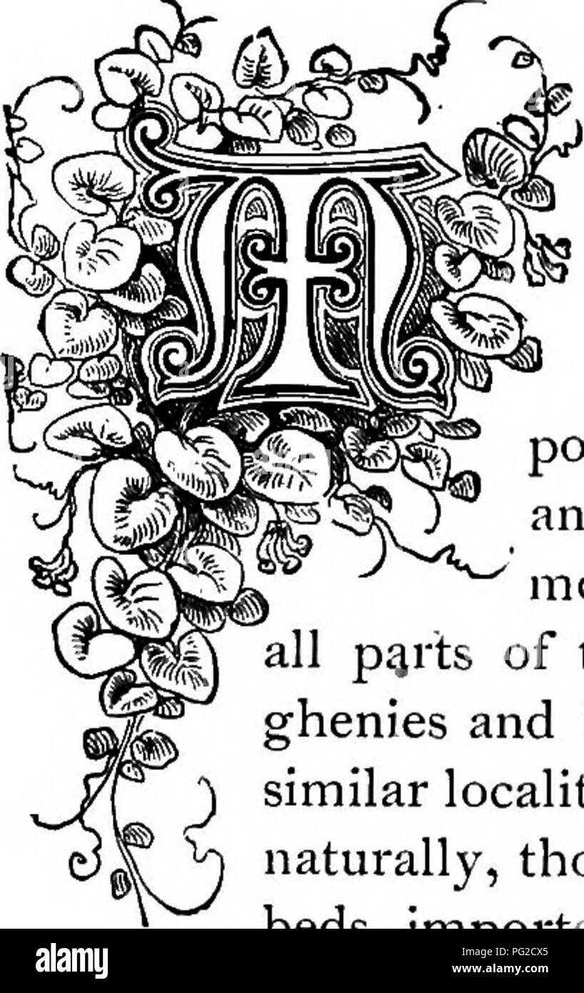 . The floral kingdom : its history, sentiment and poetry : A dictionary of more than three hundred plants, with the genera and families to which they belong, and the language of each illustrated with appropriate gems to poetry . Flower language; Flowers in literature. mold, with which should be incorporated a small quantity of coarse, clean sand. The bulbs are placed a little below the surface of the soil, which should be pressed firmly around them. They are then stored in a cool, shady place where there &quot;is no wet, and only enough water given them to slightly moisten the earth until they Stock Photo