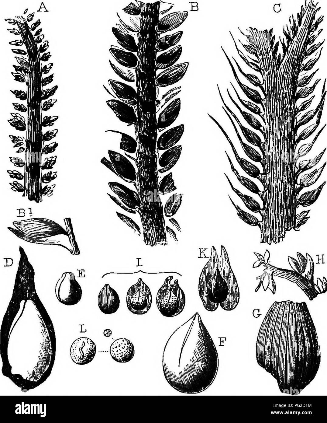 . The geological history of plants. Paleobotany; 1888. 132 THE GEOLOGICAL HISTORY OF PLANTS. On the stems so constructed were placed long and often broad many-nerved leaves, with rows of stomata or breathing-pores, and attached by somewhat broad bases to the stem and branches. The fruit consisted of racemes, or clusters of nutlets, which seem to have been provided. Fig. 59.—Fruits of Cordaites and Taxine Conifers (coal-formation. Nova Scotia.J A, Antholithes squamosus (two thirds), b, A. rhabdoearpi (two tnirds). b', Carpel restored, o, A. spinosus (natural size). D, Trigonocarpum intermedium, Stock Photo