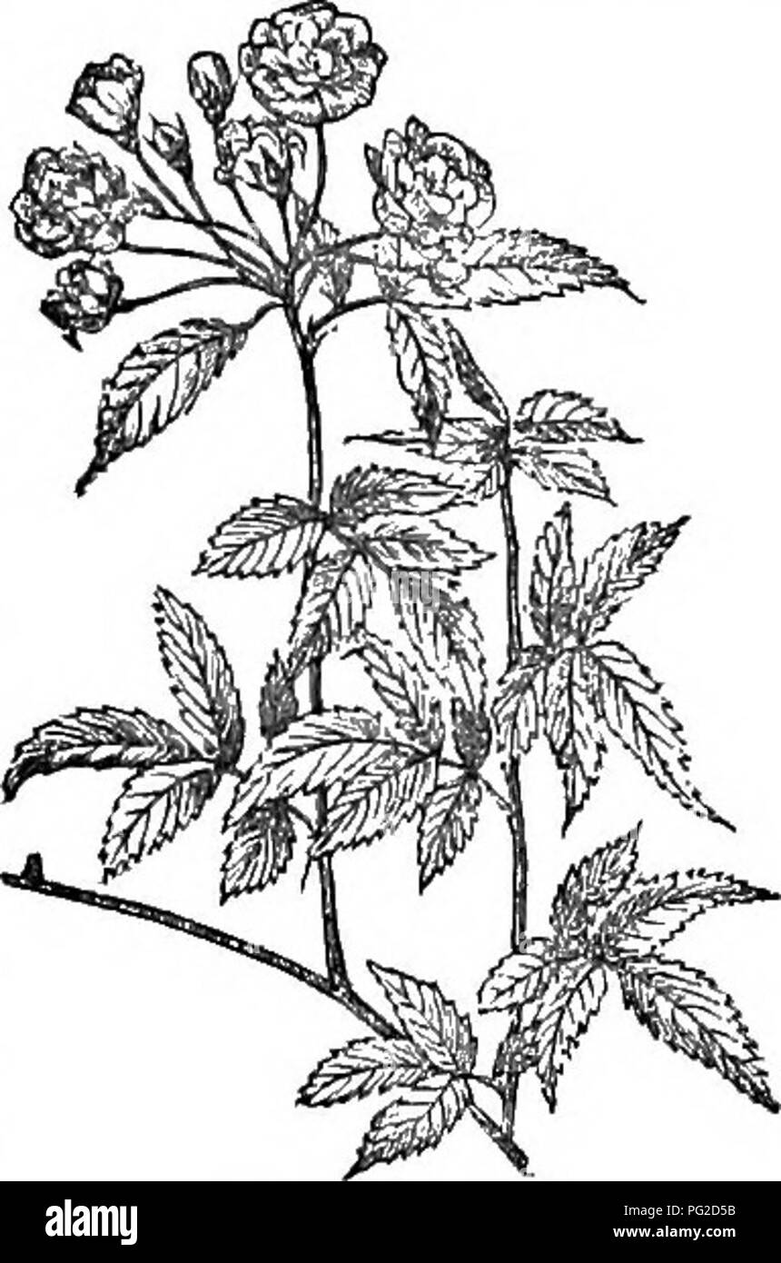 Hardy deciduous shrubs Black and White Stock Photos & Images - Alamy
