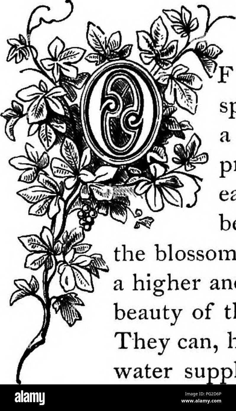 Waxy leaves Black and White Stock Photos & Images Alamy