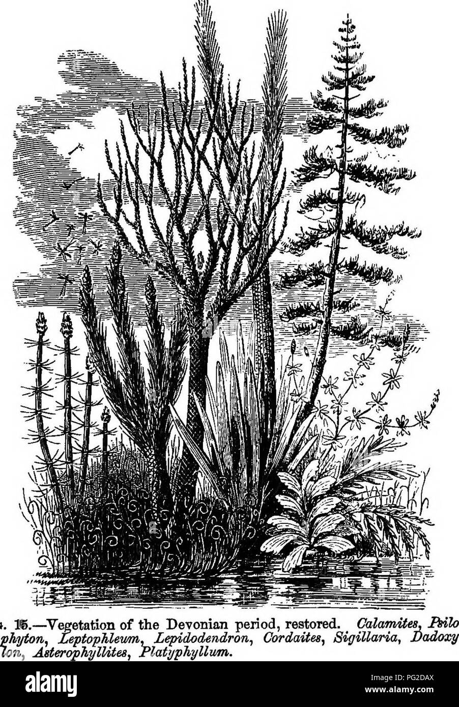 . The geological history of plants. Paleobotany; 1888. THE BRIAN OR DEVONIAN FORESTS. 49 flora, which I was then preparing, and which was pub- lished in 1871, tinder the name Sporangites Huronensis. In 1871, having occasion to write a communication to the &quot;American Journal of Science&quot; on the question then Fio.. raised as to the share of spores and spore-cases in the ac- cumulation of coal, a question to be discussed in a sub-. Please note that these images are extracted from scanned page images that may have been digitally enhanced for readability - coloration and appearance of these Stock Photo
