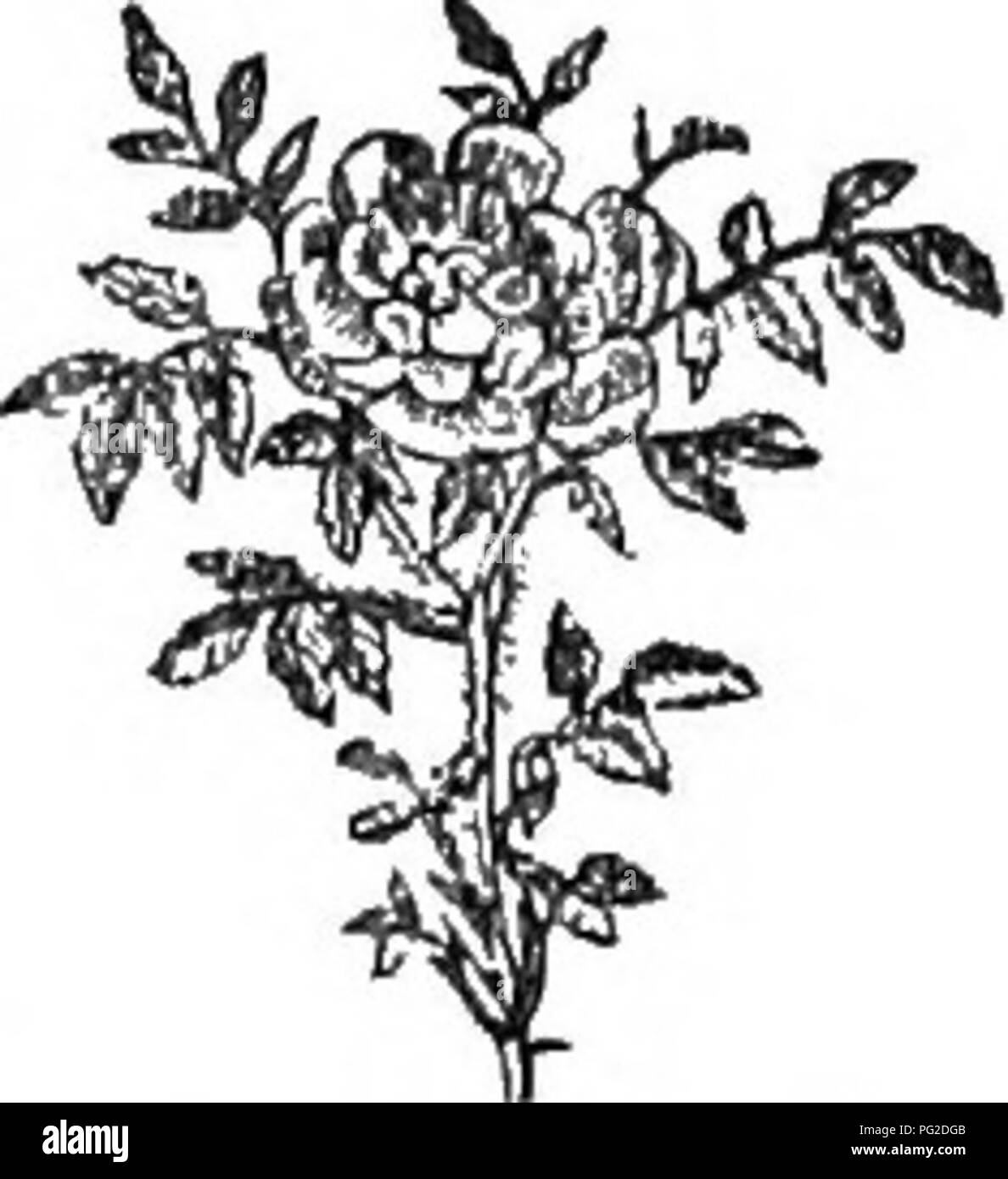 Weak shrub Black and White Stock Photos & Images - Alamy