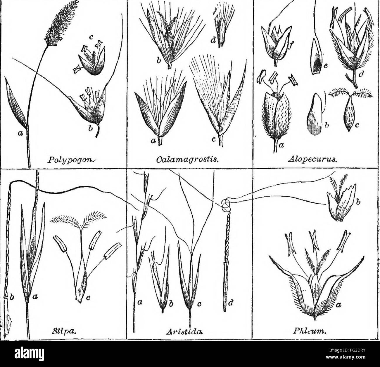 . Class-book of botany : being outlines of the structure, physiology, and classification of plants ; with a flora of the United States and Canada . Botany; Botany; Botany. Muhlenherghia. Cinna. Sporobolus.. Please note that these images are extracted from scanned page images that may have been digitally enhanced for readability - coloration and appearance of these illustrations may not perfectly resemble the original work.. Wood, Alphonso, 1810-1881. New York : A. S. Barnes &amp; Burr Stock Photo