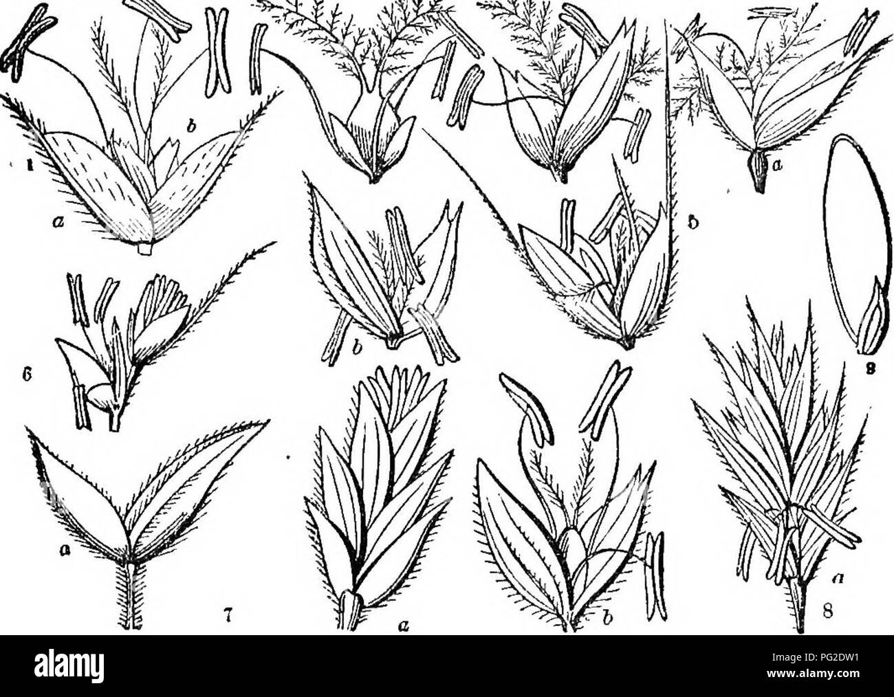 . Class-book of botany : being outlines of the structure, physiology, and classification of plants ; with a flora of the United States and Canada . Botany; Botany; Botany. 110 OaBBR 166.âGRAMINE^i; Order CLVI. GRAMINE^. Grasses. Herbs, rarely woody or arborescent, with (mostly) hollow, jointed culms; with leaves alternate, distychous, on tubular sheatbs split down lo the nodes, and a li^k (stipules) of membranous texture where the leaf joins the sheath. Flowers in little spikelets of 1 or several, with glumes distychously arranged, and collected into spikes, racemes or panicles. Glumes, tho lo Stock Photo