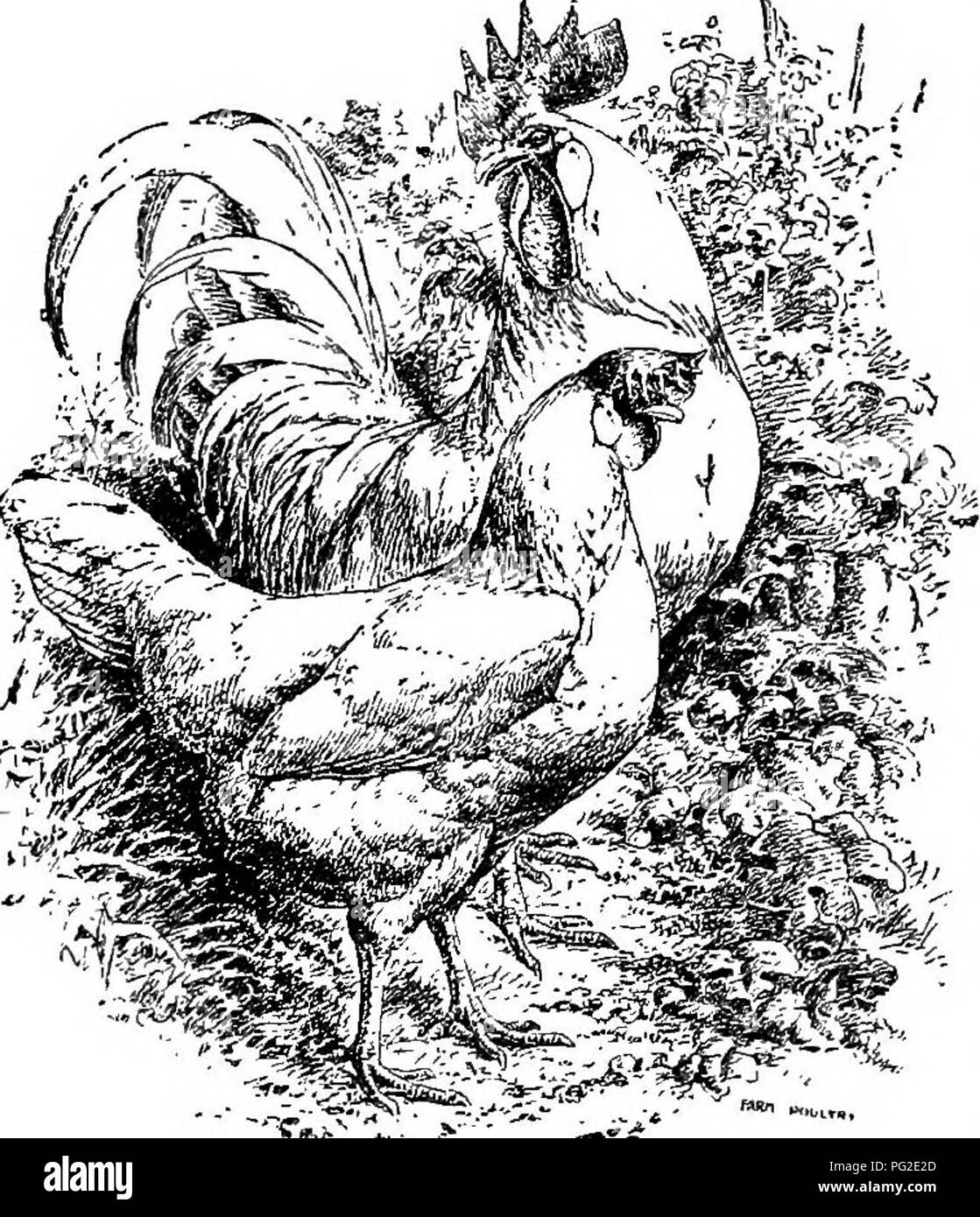 . Poultry-craft. A text-book for poultry keepers ... Poultry. 72 PO UL TR T- CRAFT. lobes ; shanks and toes feathered, but not as heavily as shanks of Brahmas and Cochins. Beaks dark horn color; legs and toes bluish black; bottoms of the feet pink or pinkish white. (Yellow skin and yellow in the bottoms of the feet are considered indications of Cochin blood). Langshan tails are larger than those of Plymouth Rocks and Wyandottes, and carried well up. Black Langshans. — Figs. 6i, 62. — Are popular among poultry keepers of all classes, except those making a specialty of market poultry. Their whit Stock Photo