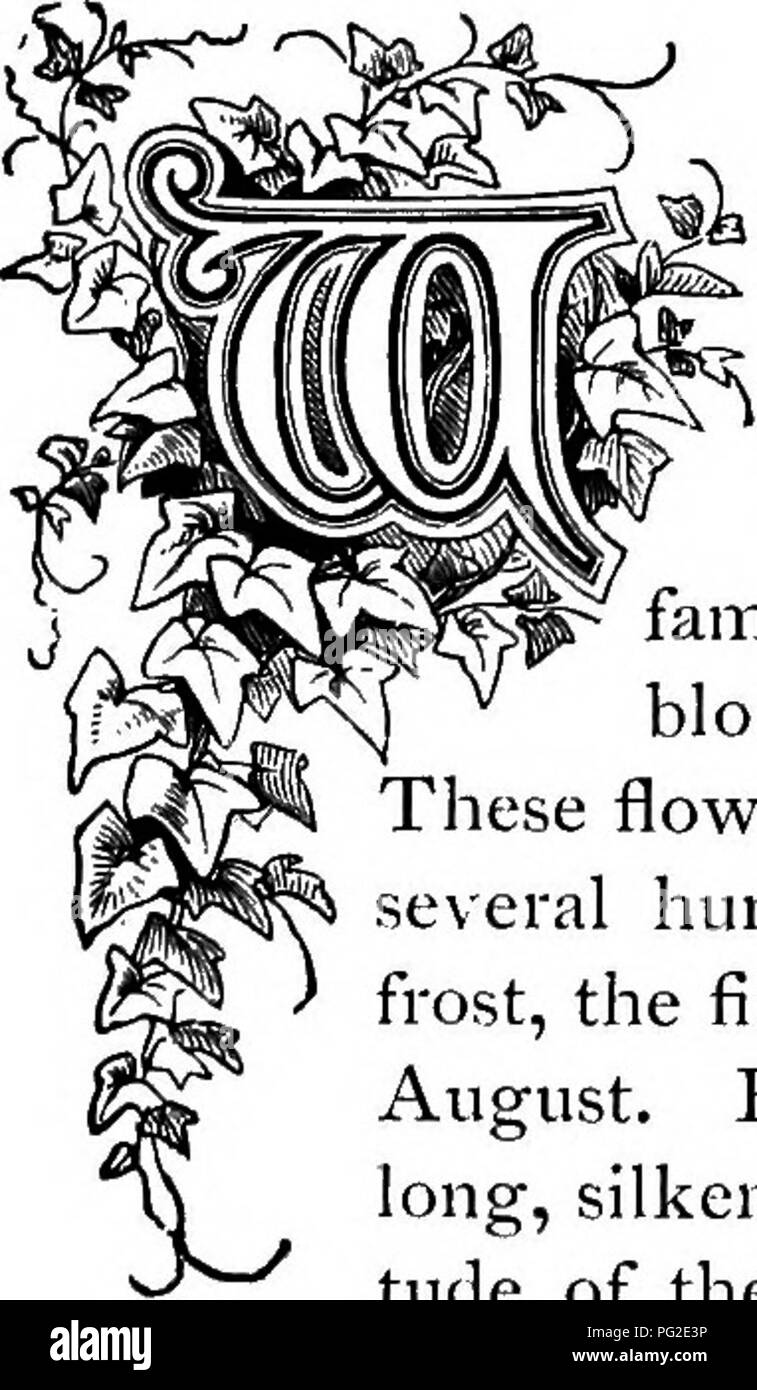 Plants in the myrtle family Black and White Stock Photos & Images Alamy