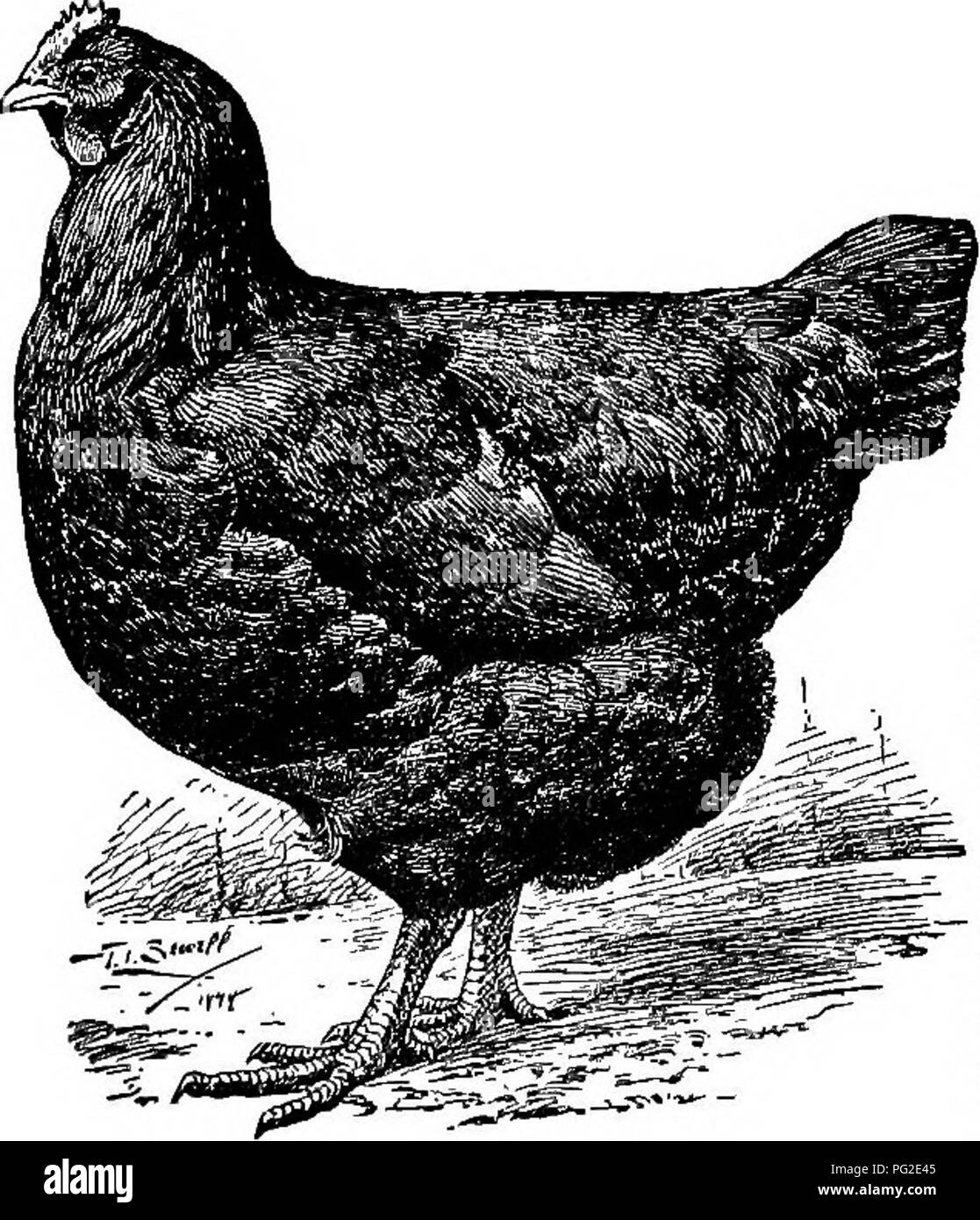Poultry-craft. A text-book for poultry keepers ... Poultry. White  Wyandottes. The remarks on breeding Buff P. Rocks apply also to Buff  Wyandottes. 74. Javas.âBlack and Mottled. Fig. 55. ââ Javas are