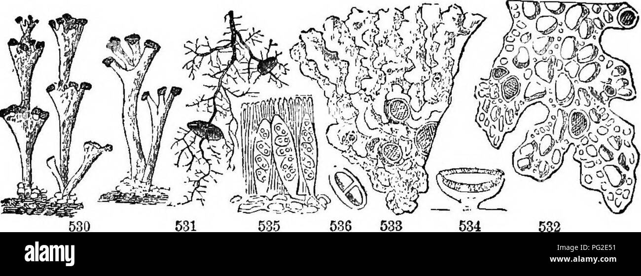 . Class-book of botany : being outlines of the structure, physiology, and classification of plants ; with a flora of the United States and Canada . Botany; Botany; Botany. 551, Frustules of a, Diatomaceous Ah (Diatoma marinum) separating from eac other.. Lichens, 530, Cladonia; the minute thallus at the base of the podetia. cup-lilce 5bove, bearing scarlet conceptaclcs. 531, LTsnea. 532, Sticta. 533, Parmelia. 534, Ueceptacle, vertical sec- tion. 535, A portion (highly magnified) with thecffi and paraphases. 536, A spore (double). numerous spores. In ferns they grow on the back of the fronds i Stock Photo