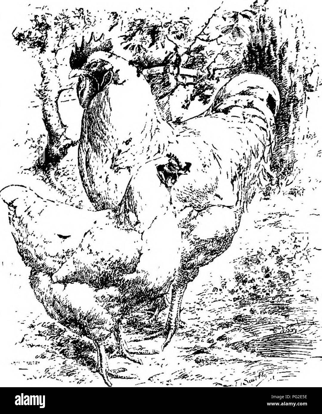 This image from 'Poultry-craft' depicts the Barred Plymouth Rock breed ...