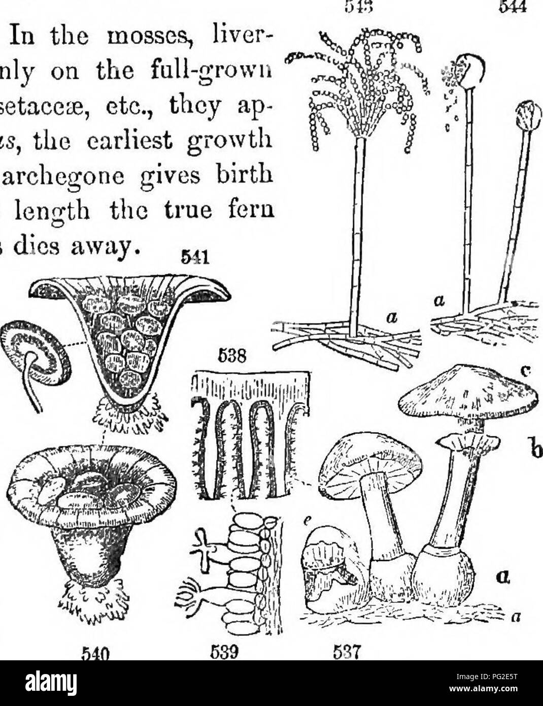 . Class-book of botany : being outlines of the structure, physiology, and classification of plants ; with a flora of the United States and Canada . Botany; Botany; Botany. Bepatica!. SM, Marchantia, sterilo plant. 524â5, Fortilo plant. 520, Vertical section of the fertil-receptacle ; 527, of a perianth, showing the sporango bursting, 523, One of the clatora with four spores. 529, Portion of it highly magnlfled. of the flowering plants. In the mosses, liver- worts, etc., they appear only on the full-grown plant; in the ferns, Equisetacese, etc., they ap- pear only on the prothallus, the earlies Stock Photo