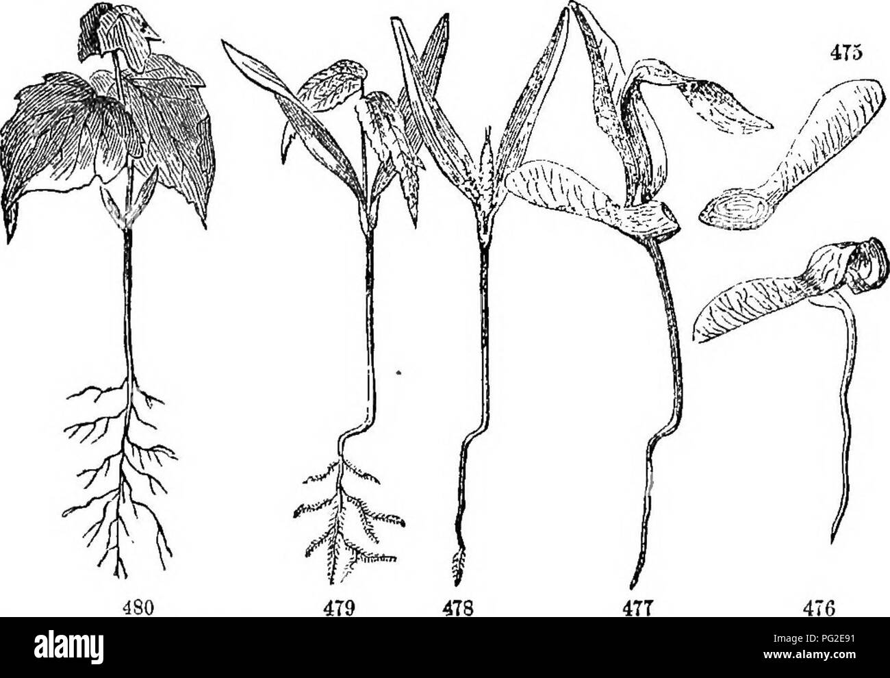 Maple seed Black and White Stock Photos & Images Alamy