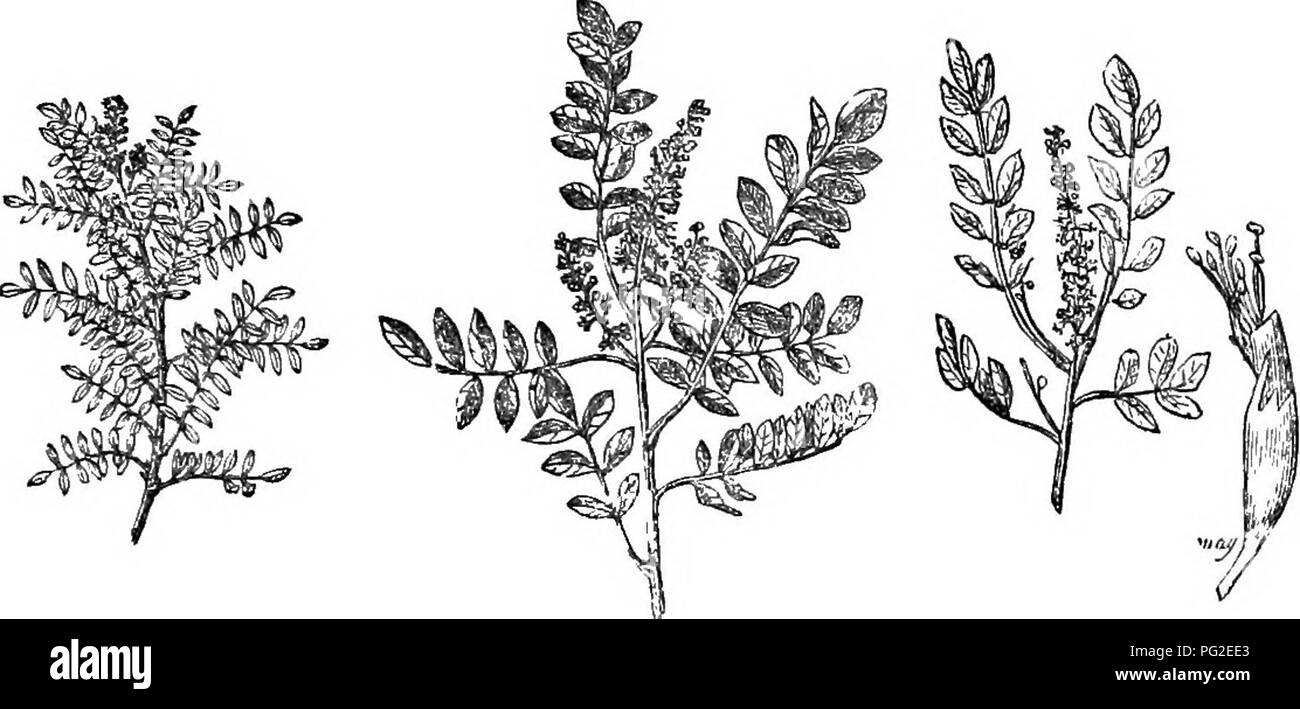 Standard shrub Black and White Stock Photos & Images - Alamy