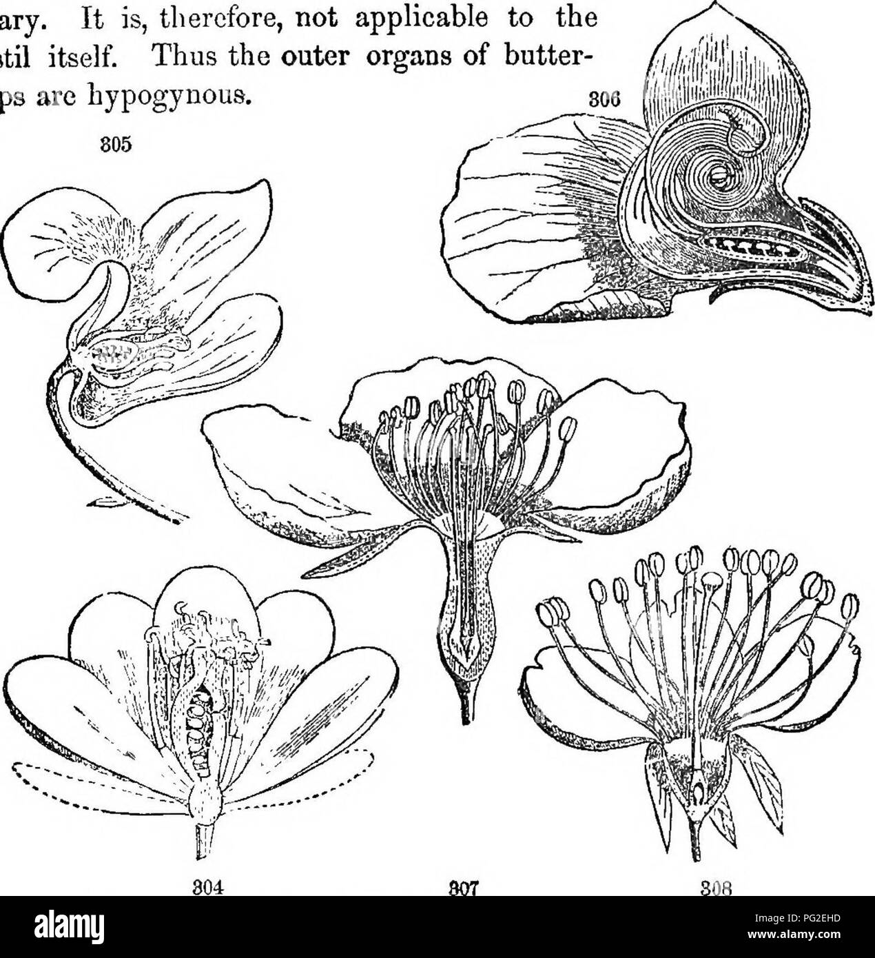 . Class-book of botany : being outlines of the structure, physiology, and classification of plants ; with a flora of the United States and Canada . Botany; Botany; Botany. 94 THE FLORAL ENVELOPS, OB PERIANTH. 463. Hypogynous (vttu), under, yvvrj, pistil) is an adjective term in frequent use, denoting that tlie organs are inserted into the receptacle under or at the base of the free pistil or ovary. It is, therefore, not applicable to the pistil itself. Thus the outer organs of butter- /-/ajji cups are hypogynous. 806 [||iii|||. Section of flowers. 304, JetFersonIn dlphylb, hypogjnoua. 805, Vio Stock Photo