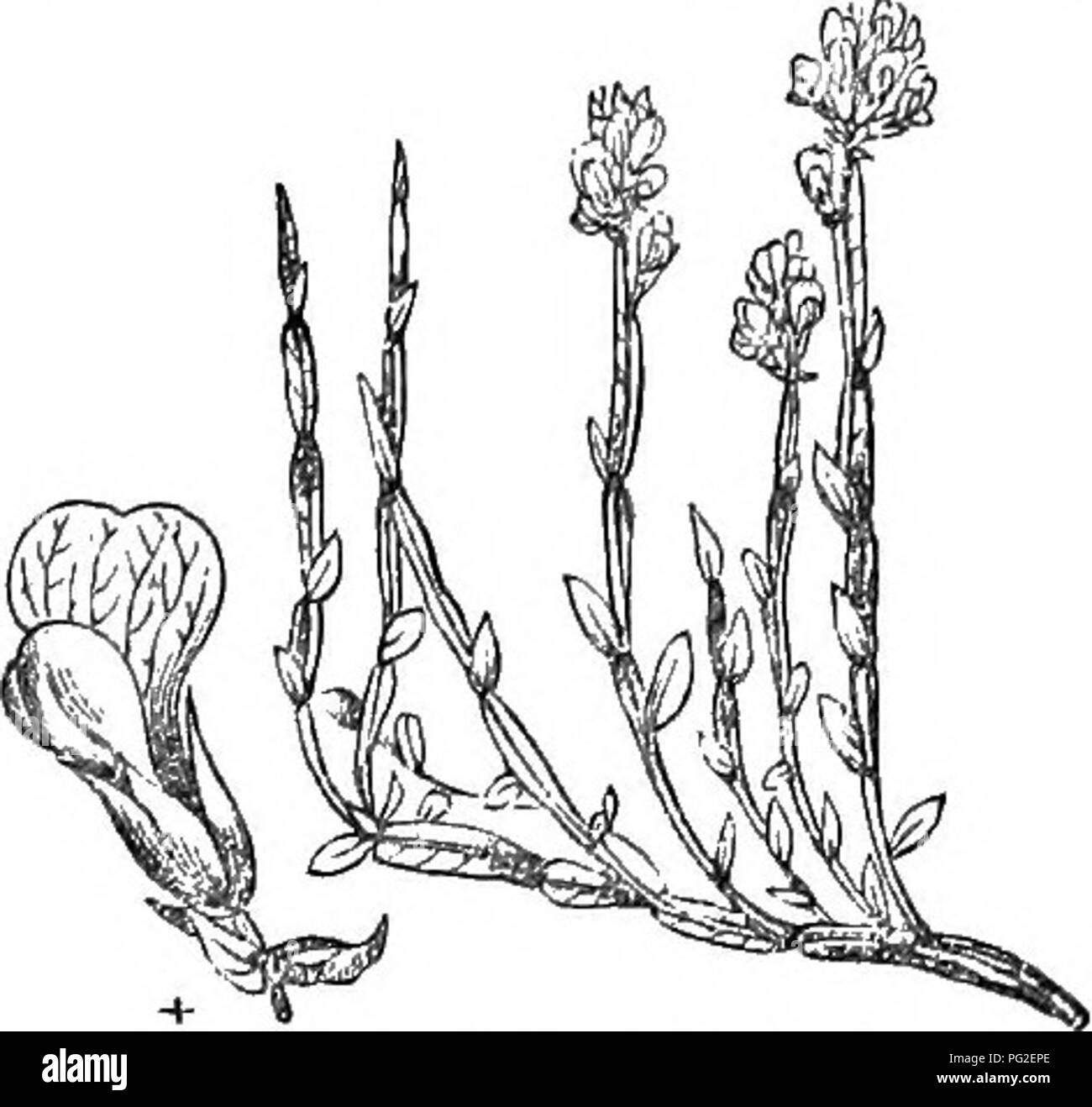 An abridged version of the comprehensive British tree and shrub catalog