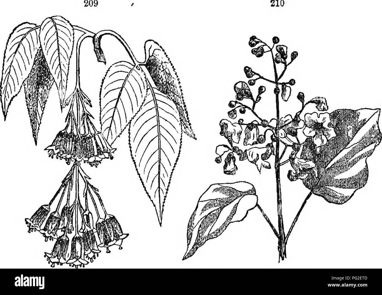 . Class-book of botany : being outlines of the structure, physiology, and classification of plants ; with a flora of the United States and Canada . Botany; Botany; Botany. 20T 205 204 206 203 203, Anclromeda racemoaa ; flowers in a secund raceme. 204, Verbascum Blattarla; raceme. 806, LuUucn perenne ; a compound spike or a spike of spikelets. 206, Dipsacus sylvestris ; head with an involucre of leaves. 207, Osmorhiza longistylis ; a compound umbel. 20S, Its fruit. 351. An umbbj. consists of several pedicels of about equal length radiating from the same point, the top of the common peduncle, as Stock Photo