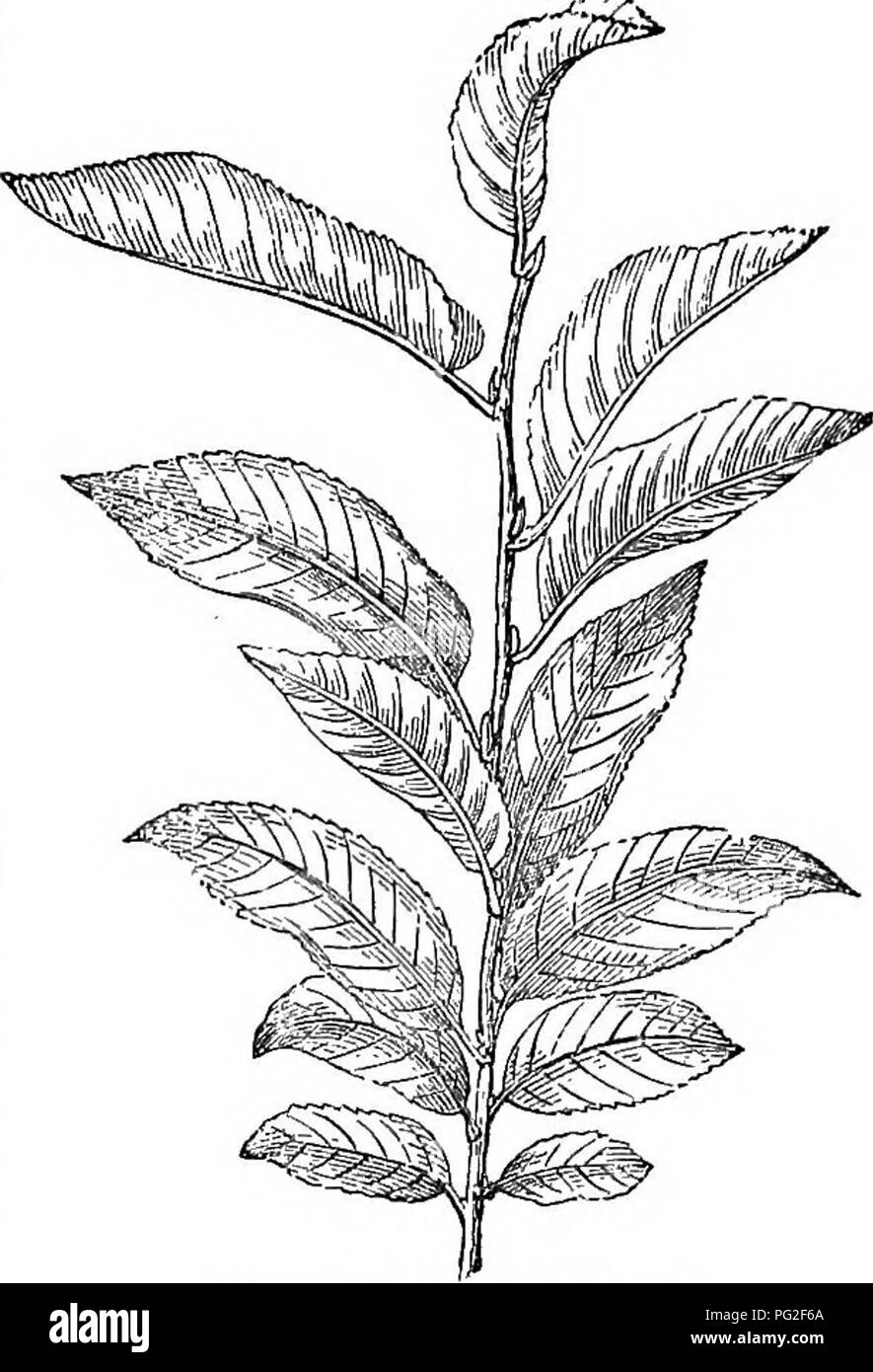 Alps shrub Black and White Stock Photos & Images - Alamy