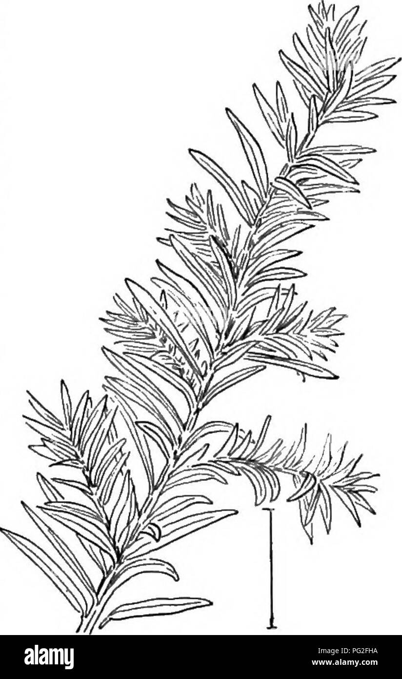 Ornamental shrubs of the United States (hardy, cultivated). Shrubs. TAXUS  341 â faranchlets and peculiarly bright, sharp-pointed leaves; WAnKEGAN or  Trailing Juniper (611)âJ.horizontaiis (J.S.prostrata),âa procumbent,  trailing or rarely ascending shrub ...