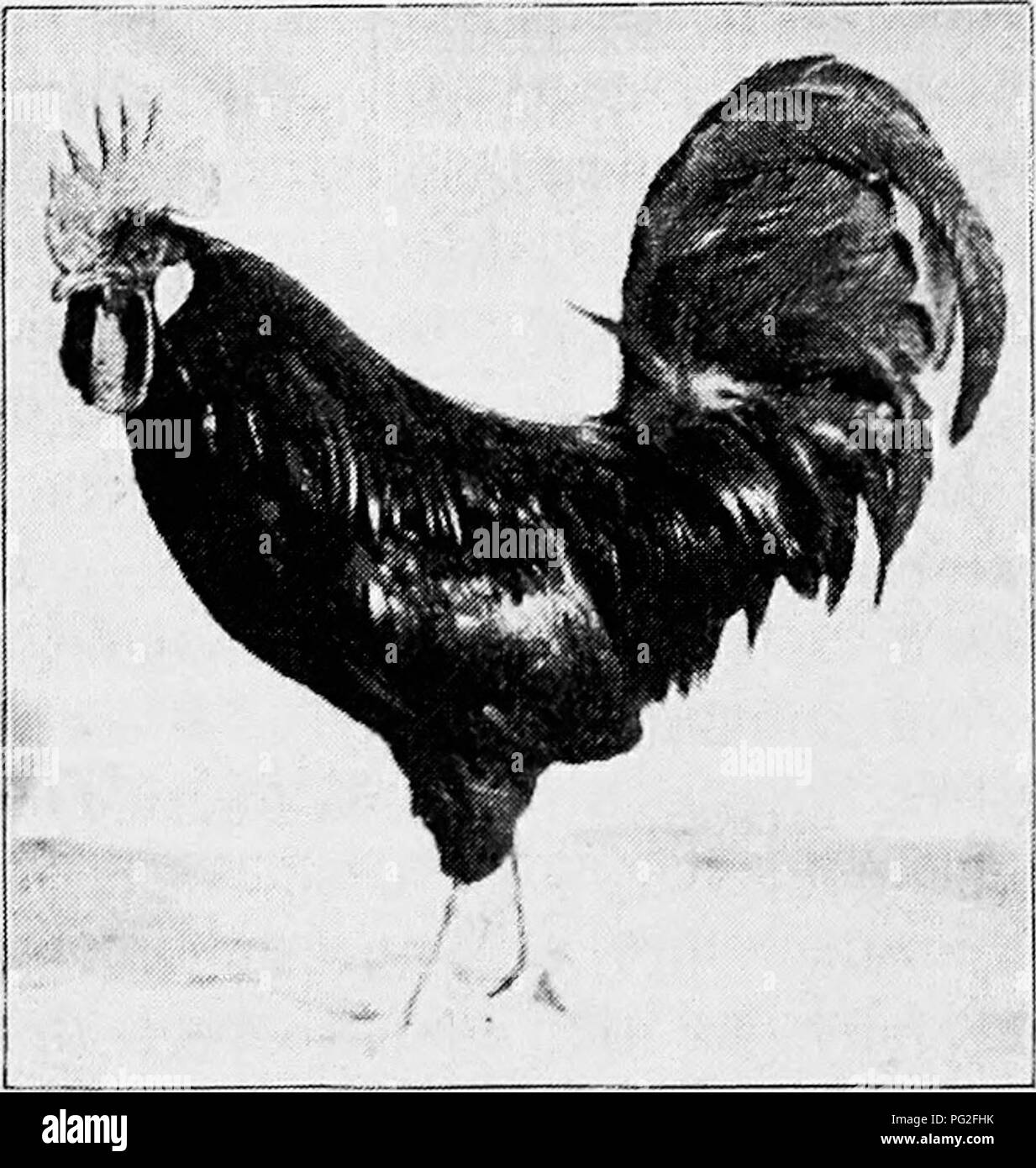 . Principles and practice of poultry culture . Poultry. 356 POULTRY CULTURE. Fig. 341. Single-Comb Brown Leghorn cockerel, Grove Hill poultry yards, Waltham, Massachusetts and ear lobes of the Medi- terranean class, and of size and form appropriate to the style of the bird. The ear lobes are white or creamy white in color. While the body plumage is not as short as that of game fowls, the race is close feathered, with large wings and tails. The shanks and feet are smooth, the number of toes normal,—four on each foot. The English type of Leghorn is larger than the American, and meatier, ap- proa Stock Photo
