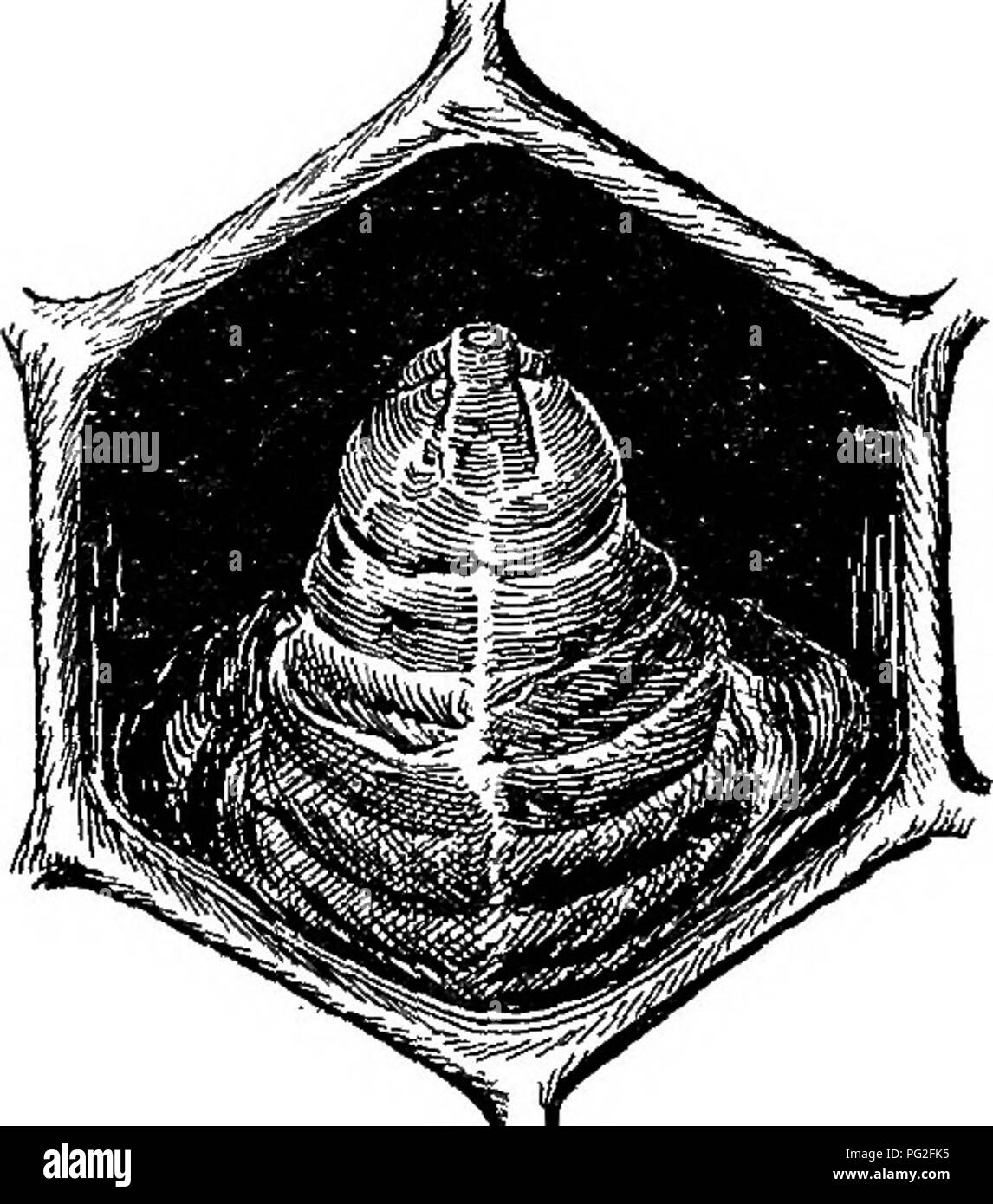 . Sacbrood. Bees. Fig. 8.—End view of capped cell whioh con- tains a larva dead of sacbrood, being simi- lar to the one shown in figure 9. The cap here is not different from a cap of the same age over a healthy larva. (Original.) stage is reached. It is rare to find a pupa dead of sacbrood (PL II, zz). The larvae that die (fig. 7) are found lying extended lengthwise with the dorsal side on the floor of the cell. They may be found in capped (fig. 8) cells or in cells which have been tmcapped (fig. 9), as bees often remove the caps from cells containing dead larvae. Caps that are not removed are Stock Photo