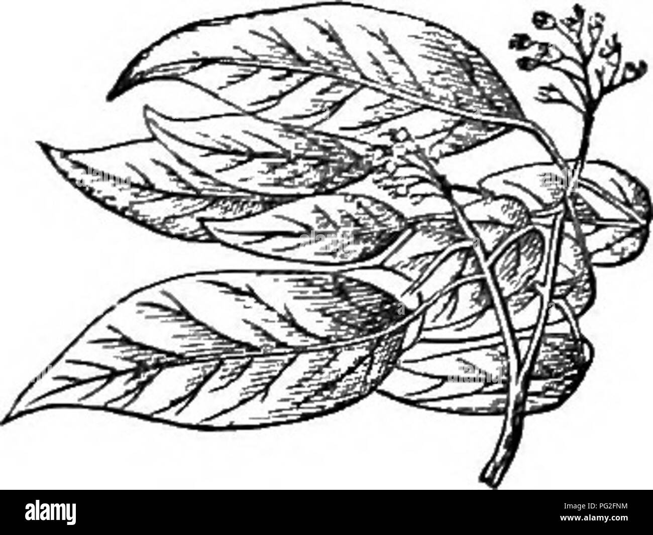 . Trees and shrubs : an abridgment of the Arboretum et fruticetum britannicum : containing the hardy trees and schrubs of Britain, native and foreign, scientifically and popularly described : with their propagation, culture and uses and engravings of nearly all the species. Trees; Shrubs; Forests and forestry. XIII. ^CERA^CEiE : ^VeR. Genus I. 79 ^'CER L. The Maple. Lin. St/st. Polygamia MonoeVia. Identification. Lin. Gen., No. IIIS.; Moench Meth., 334 ; Deo. Prod., 1. p. 593.; Don's MUL. 1. p. 648. Synonymes. E'rable, Tr.; Ahorn, Ger. ; Acero, Ital.; and Arce, Spanish. Derivation. From acer,  Stock Photo