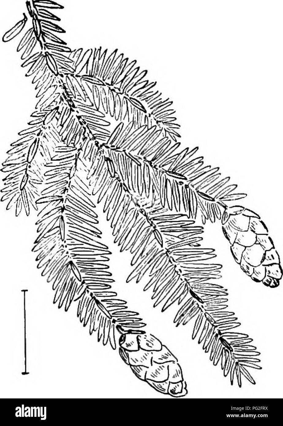 . Ornamental shrubs of the United States (hardy, cultivated). Shrubs. 326 DESCRIPTIONS OF THE SHRUBS Picea. The Spruces, are in the main tall tree-like evergreens with needle-like 4-angled leaves usually ^ to 1| inches long, attached to a grooved twig on brownish projections. The readiness with which the leaves fall from the severed twigs and the roughness of the twigs, due to these projecting points, are the hest distinctions for separating spruces from other cone-bearing plants. The commonest species in cultivation in this country is the Norway Spruce—Picea Abies(P. exc^lsa),—and of. Fig. 58 Stock Photo