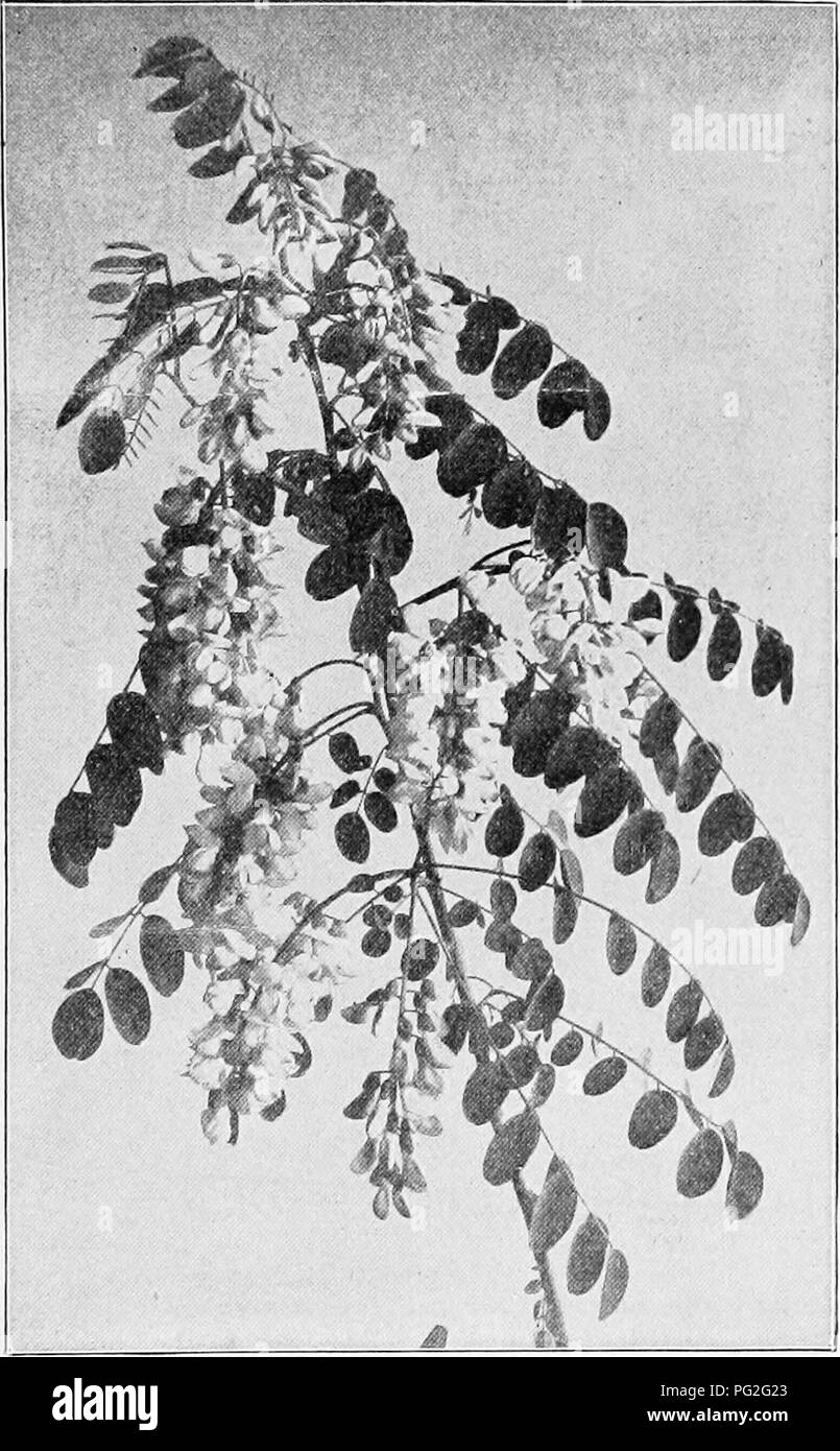 . Langstroth on the hive and honey-bee. Bees. CLOVER. 399 main crop of hcney usually begins, and that the bees prop- agate in the greatest number.. Fig. 153 LOCUST BLOSSOMS. (From the American Bee Journal.). Please note that these images are extracted from scanned page images that may have been digitally enhanced for readability - coloration and appearance of these illustrations may not perfectly resemble the original work.. Langstroth, L. L. (Lorenzo Lorraine), 1810-1895; Dadant, Charles, 1817-1902; Dadant, C. P. (Camille Pierre), 1851-1938. Hamilton, Ill. : Dadant Stock Photo