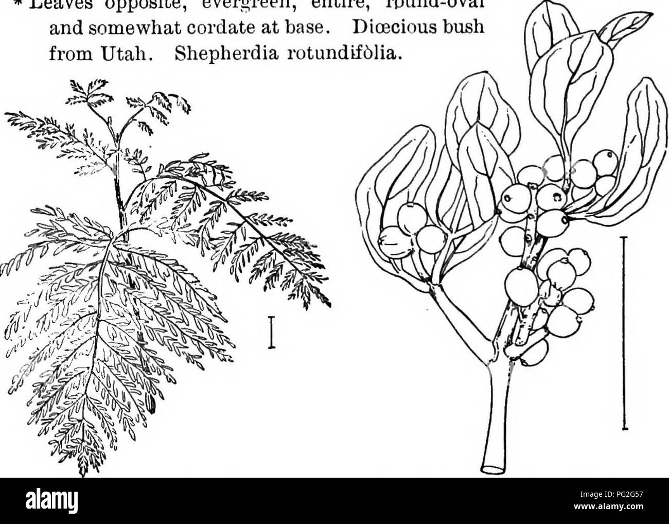 . Ornamental shrubs of the United States (hardy, cultivated). Shrubs. KEY TO THE SILVERY-SCALED SHRUBS, ETC. 305 * Leaves alternate, evergreen; usually flowering in the fall; hardy only South, small shrubs to 6 feet. (B.) E. no spines; leaves broad, silvery he- EvEEGKEEN El^agnus — Elsagnus B. Branchlets silvery-white neath. Lakge-leaved macrophylla. Branchlets brown; usually very spiny; leaves oval, undulate, 2-4 inches long, silvery beneath with some brownish scales; fruit short-stalked, | inch long, covered with silvery and brown scales; leaves often variegated with blotches and lines of wh Stock Photo