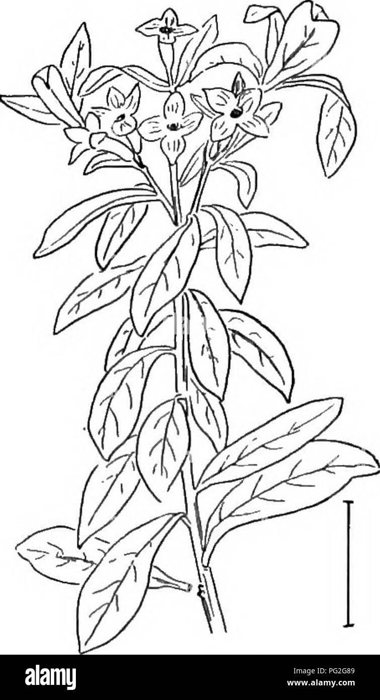 . Ornamental shrubs of the United States (hardy, cultivated). Shrubs. FiQ. 524.— Olive-like Daphne. Fig. 525. — Hybrid Daphne. with alternate simple entire deciduous leaves and oblong red 1-seeded fruit a half inch long. The oval leaves are 3 to 8 inches long. The small yellow flowers expand in very early spring. This is practically the only species of the genus in cultivation, and it is not often found in shrubberies. The bark Is peculiarly spicy. [Fresh seeds; layers; twig cuttings.] Dirca paliistris. Leatherwood, Moosewood, or Wicopt (519) is a small tree-like shrub, 2 to 6 feet high, with  Stock Photo