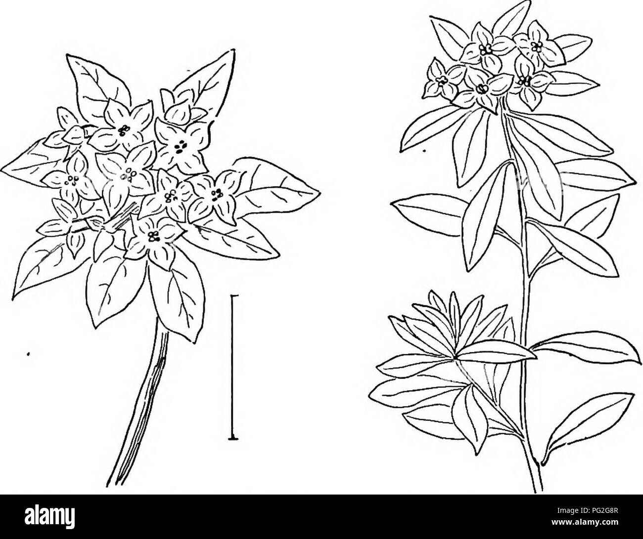 . Ornamental shrubs of the United States (hardy, cultivated). Shrubs. 296 DESCRIPTIONS OF THE SHRUBS Swamp Bay (514) — Persea pub&amp;oens, — wild from North Carolina south, is a small tree or shrub with the hranohlets and other parts hairy, creamy white flowers (J inch), and dark blue drupes | inch long. Alligator ' Pear ' (515) — Persea gratfssima, — of California, and Plorida, has a slightly pear-shaped green fruit, several inches-long, used as a salad and very palatable. A tree 20 to 30 feet high. [Layers; twig cuttings.]. Fig. 522. — &quot;White Garland Daphne. Fig. 523. —Silky Daphne. Sd Stock Photo