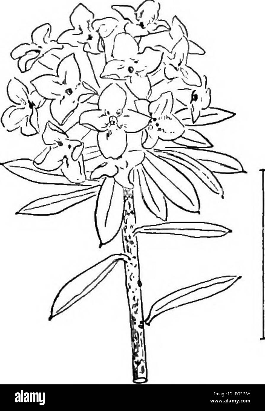 . Ornamental shrubs of the United States (hardy, cultivated). Shrubs. Fig. 520. — Common Mezereon. Fig. 521.— Pink Garland Daphne,. Please note that these images are extracted from scanned page images that may have been digitally enhanced for readability - coloration and appearance of these illustrations may not perfectly resemble the original work.. Apgar, A. C. (Austin Craig), 1838-1908; Draycott, Ada (Apgar). New York, Cincinnati [etc] American Book Company Stock Photo