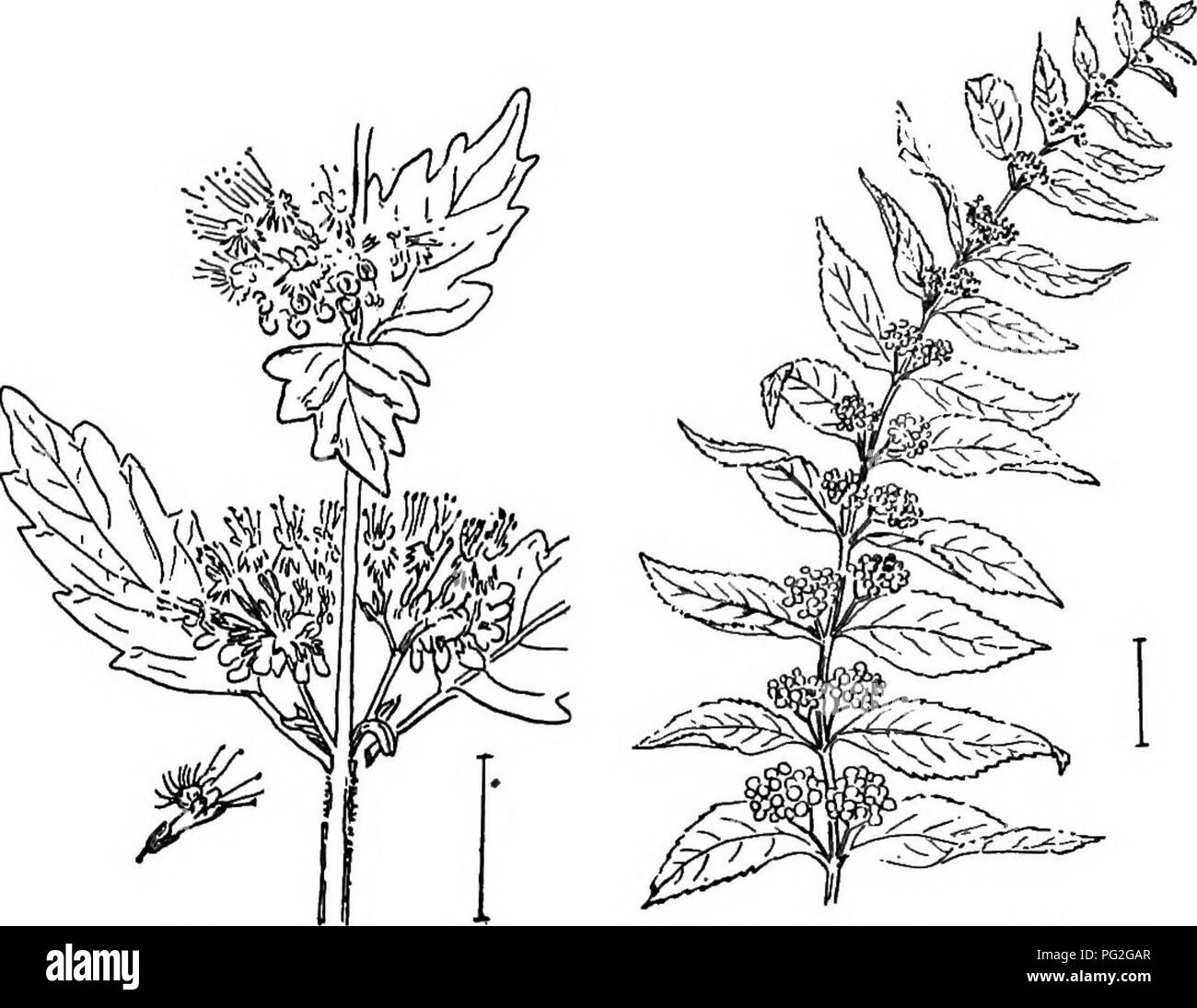 . Ornamental shrubs of the United States (hardy, cultivated). Shrubs. VITEX 289 deeply-notched leaves, and axillary clusters of blue (or white) flowers in stalked clusters. The leaves are 2 to 3 inches long. The flowers have a 5-lobed oblique-edged border and 4 protruding stamens. The fruit sepa- rates into 4 seed-like nutlets. (Called Blue ' Spirea ' by the nursery- men.) [Twig cuttings; seeds.] Calliciirpa. The Callicarpas are opposite-leaved shrubs, with axil- lary clusters of small, usually blue berries, which remain on bright. Fig. 502. —Blue 'Spirea.' Fig. 503. — American Callicarpa. thr Stock Photo