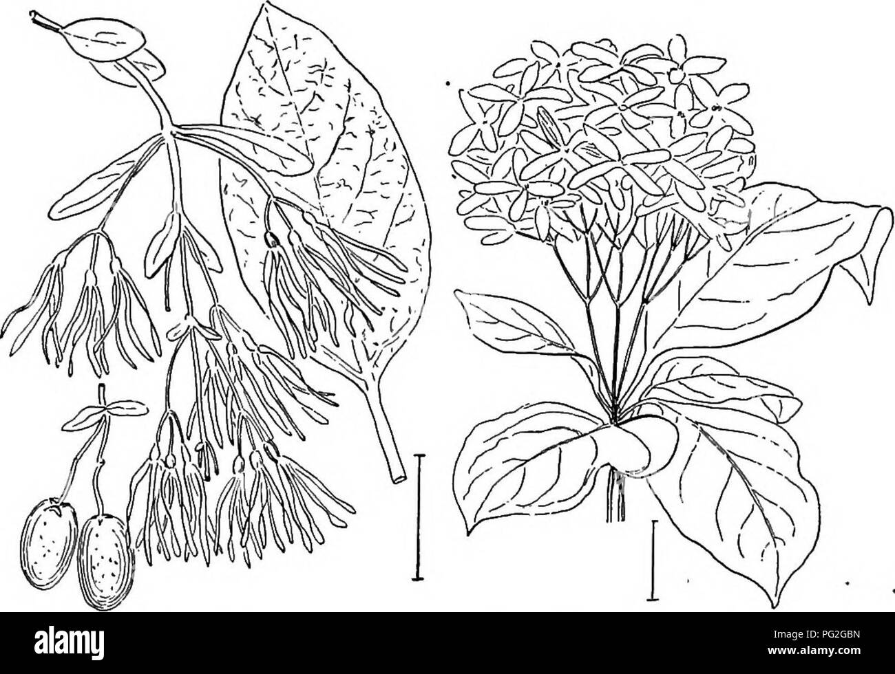 . Ornamental shrubs of the United States (hardy, cultivated). Shrubs. 284 Descriptions of the shrubs holly-like evergreen leaves 2 to 4 inches long, Holly-leaved Olive (487) — Osmanthus Aquif61ium. While the foliage looks like the holly, the arrangement on the stem shows at once the difference. All true hollies have alternate, this has opposite, leaves. The plant can be successfully cultivated with but little protection north to Philadelphia and has a number of varieties: some with variegated foliage, as aiireum, yellow- blotched ; arg^nteum, white-blotched. [Seeds (slow in germination)'; twig Stock Photo
