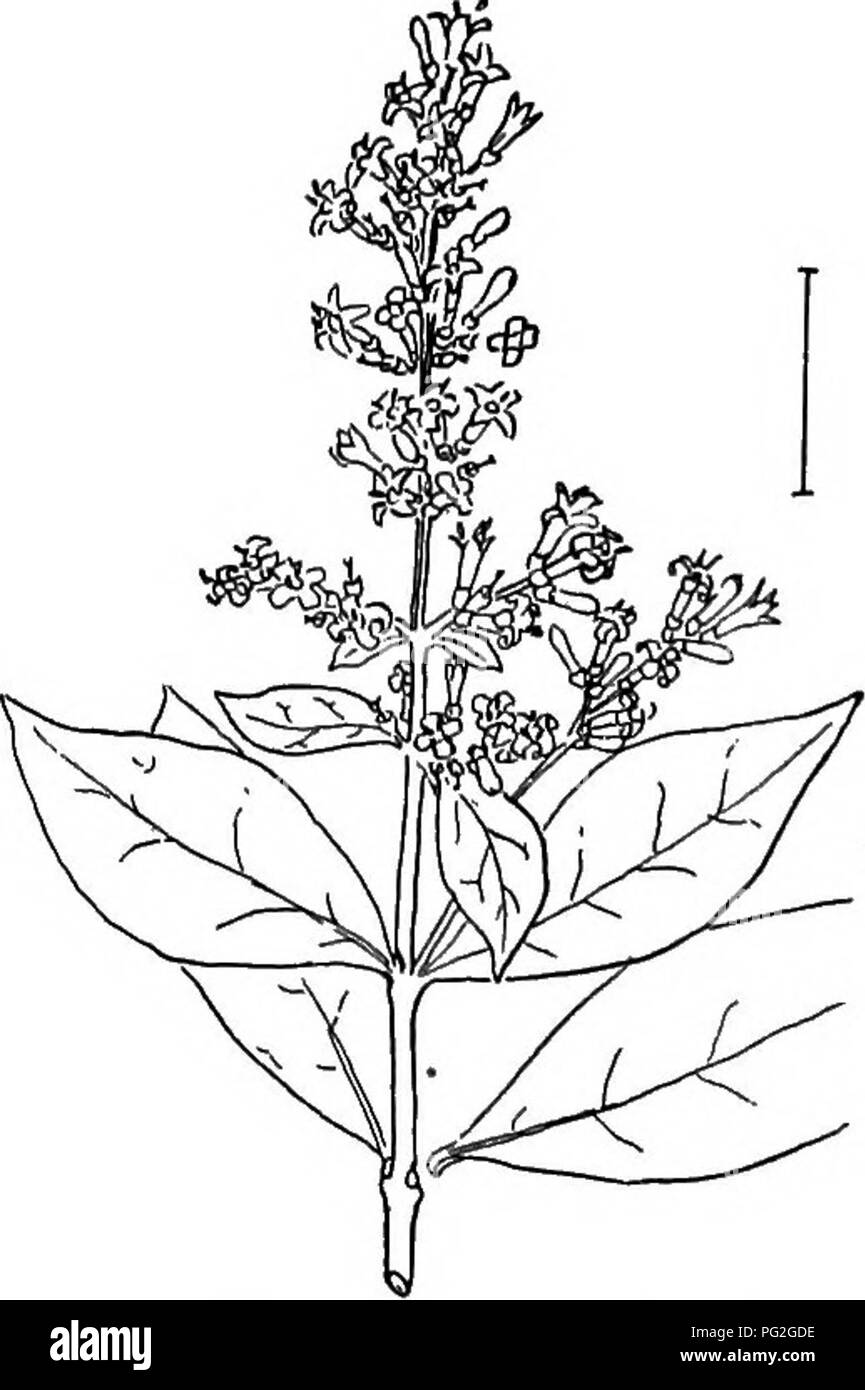 . Ornamental shrubs of the United States (hardy, cultivated). Shrubs. LIGUSTRUM 279 stamens about as long as the lobed border. Chinese Lilac — Syringa pekin^nsis. H. Base of leaf usually rounded. (I.) I. Stamens about twice as long as the border; leaves 2-6 inches long, 1^-2^ broad. Shrub to 12 feet. Amur Lilac — Syringa amur^nsis. I. Stamens about as long, as the border; leaves 3-7 inches long; flowers in large clusters, often a foot long. Tree to 30 feet. Japan Tree Lilac (480) — Syringa japdnica. Ligtistrum. The Privets are closely related to the lilacs but when they form seeds have them in Stock Photo