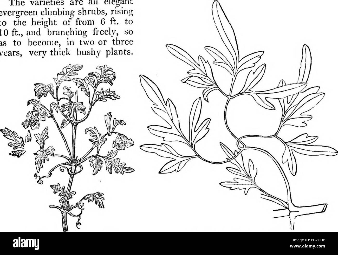 . Trees and shrubs : an abridgment of the Arboretum et fruticetum britannicum : containing the hardy trees and schrubs of Britain, native and foreign, scientifically and popularly described : with their propagation, culture and uses and engravings of nearly all the species. Trees; Shrubs; Forests and forestry. C. cirrhbsa angusdf6]ia SO. Clematis ciTThdsapedicellftta, species. S- C. 6'. 3 angustifulia. C. bale- ariea Rich. Bot. Mag. t. 939., and our fig. 21.; C. calycina Ait.; C. polymorpha Hoi-t. Clematite de Mahon, Fr. — The leaves of this variety vary exceedingly, from those shown in fig. 2 Stock Photo