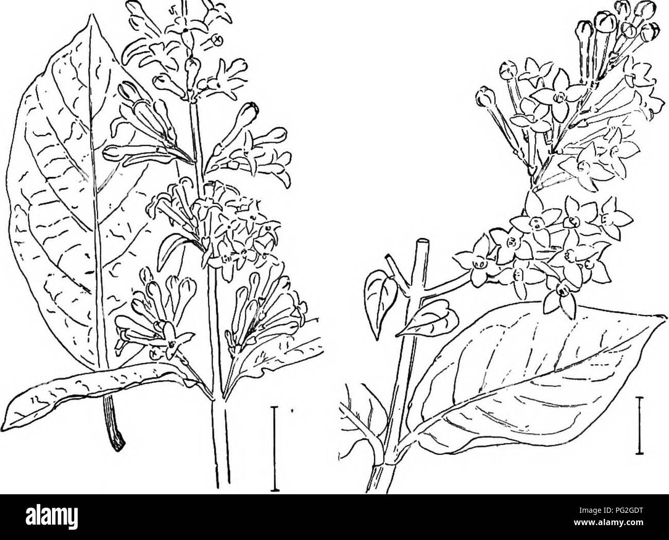Common garden shrubs Black and White Stock Photos & Images - Alamy
