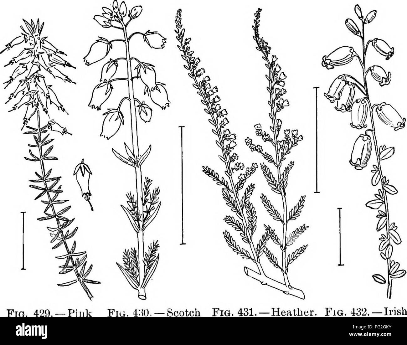 . Ornamental shrubs of the United States (hardy, cultivated). Shrubs. 254 DESCRIPTIONS OF THE SHRUBS I. Tree to 50 feet; blooming June, July. Flowering when small and shrub-like; leaves sour. Sourwood (427) or Sokkel- TREB — Oxyd^ndrum arb6reum. H. Flowers larger, J inch long, in side-umbels, white or faintly pink, May-July. A beautiful shrub, 1-4 feet. Staggek-bdsh (428) — Ly6nia mari^na (Pieris mari^na). Erica. The Heaths and Heather are all small-leaved, shrubby plants with usually small 4-lobed, bell- or urn-shaped flowers. The leaves are scale- or linear-shaped and arranged on the stems i Stock Photo