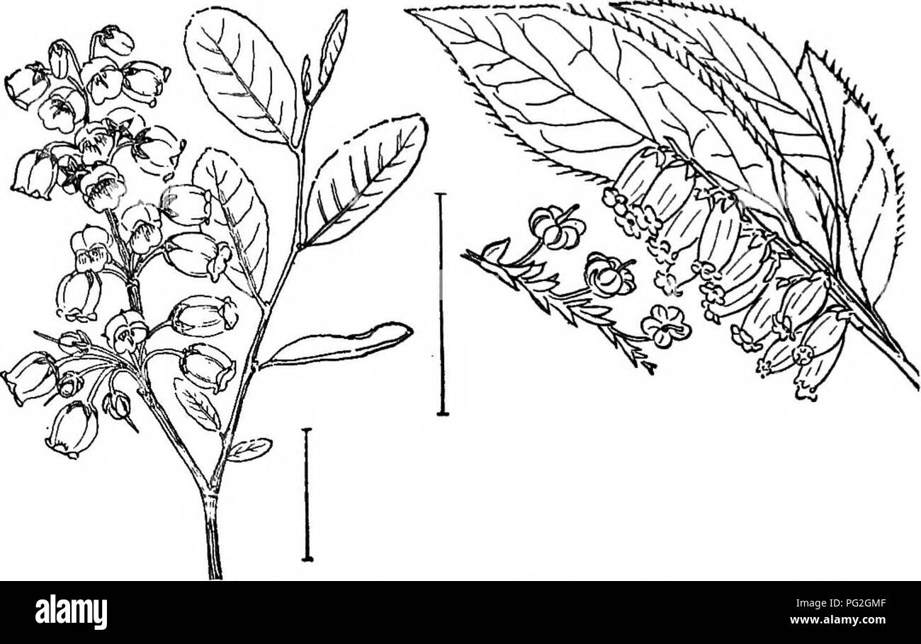 . Ornamental shrubs of the United States (hardy, cultivated). Shrubs. Fig. 423. — Fetter Bush. FiQ. 424. — Privet Andromeda.. Fig. 425.—Beautiful Zenobia. Fig. 426. — Swamp Leucothoe.. Please note that these images are extracted from scanned page images that may have been digitally enhanced for readability - coloration and appearance of these illustrations may not perfectly resemble the original work.. Apgar, A. C. (Austin Craig), 1838-1908; Draycott, Ada (Apgar). New York, Cincinnati [etc] American Book Company Stock Photo